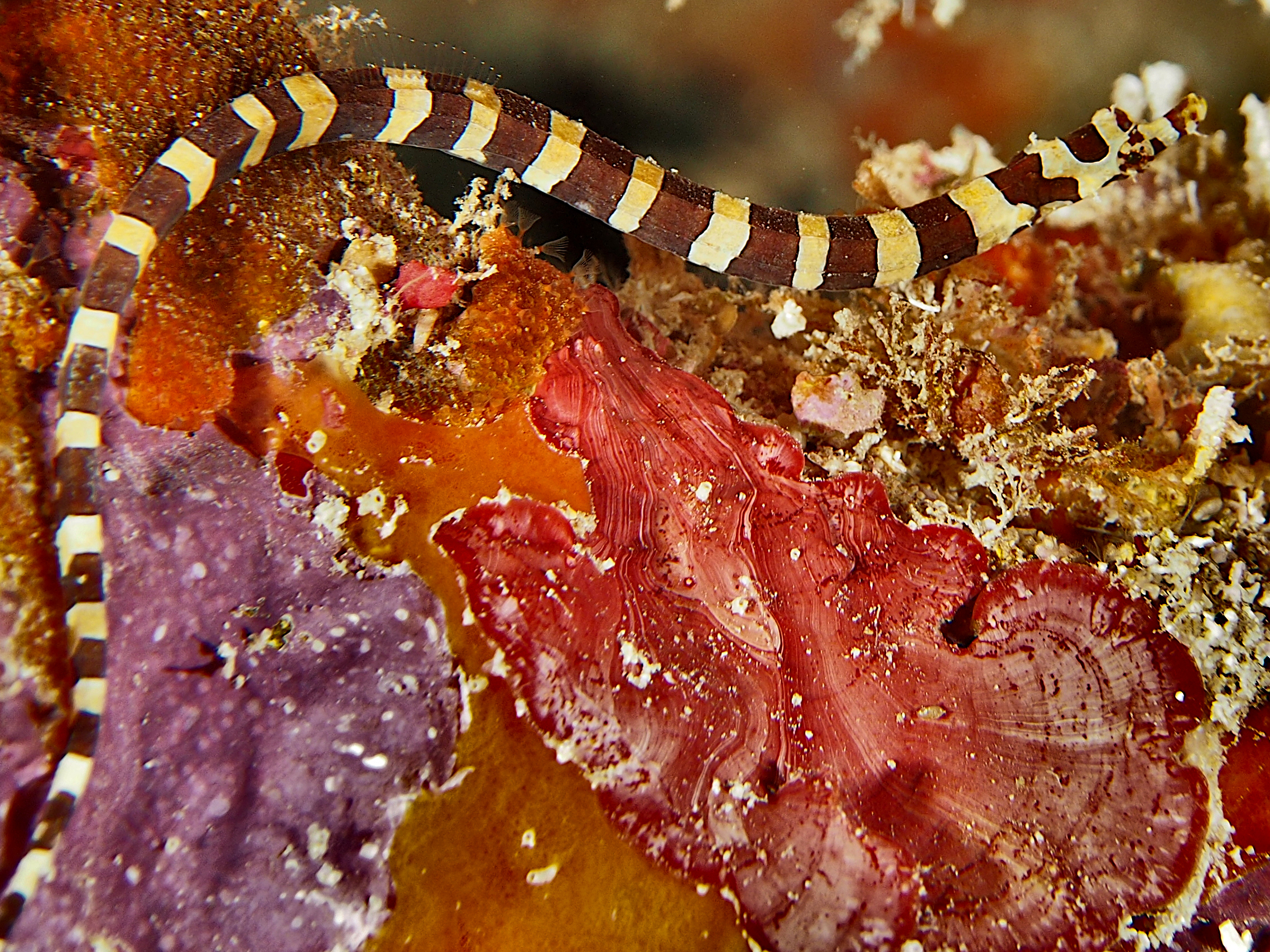 Harlequin Pipefish - Micrognathus crinitus