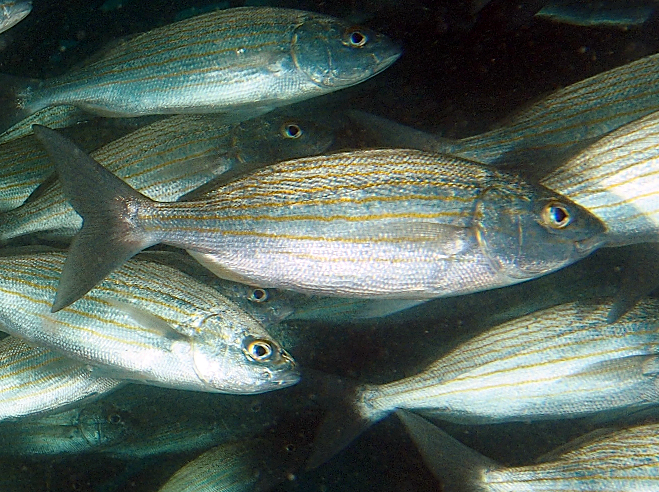 Wavyline Grunt - Microlepidotus inornatus - Cabo San Lucas, Mexico