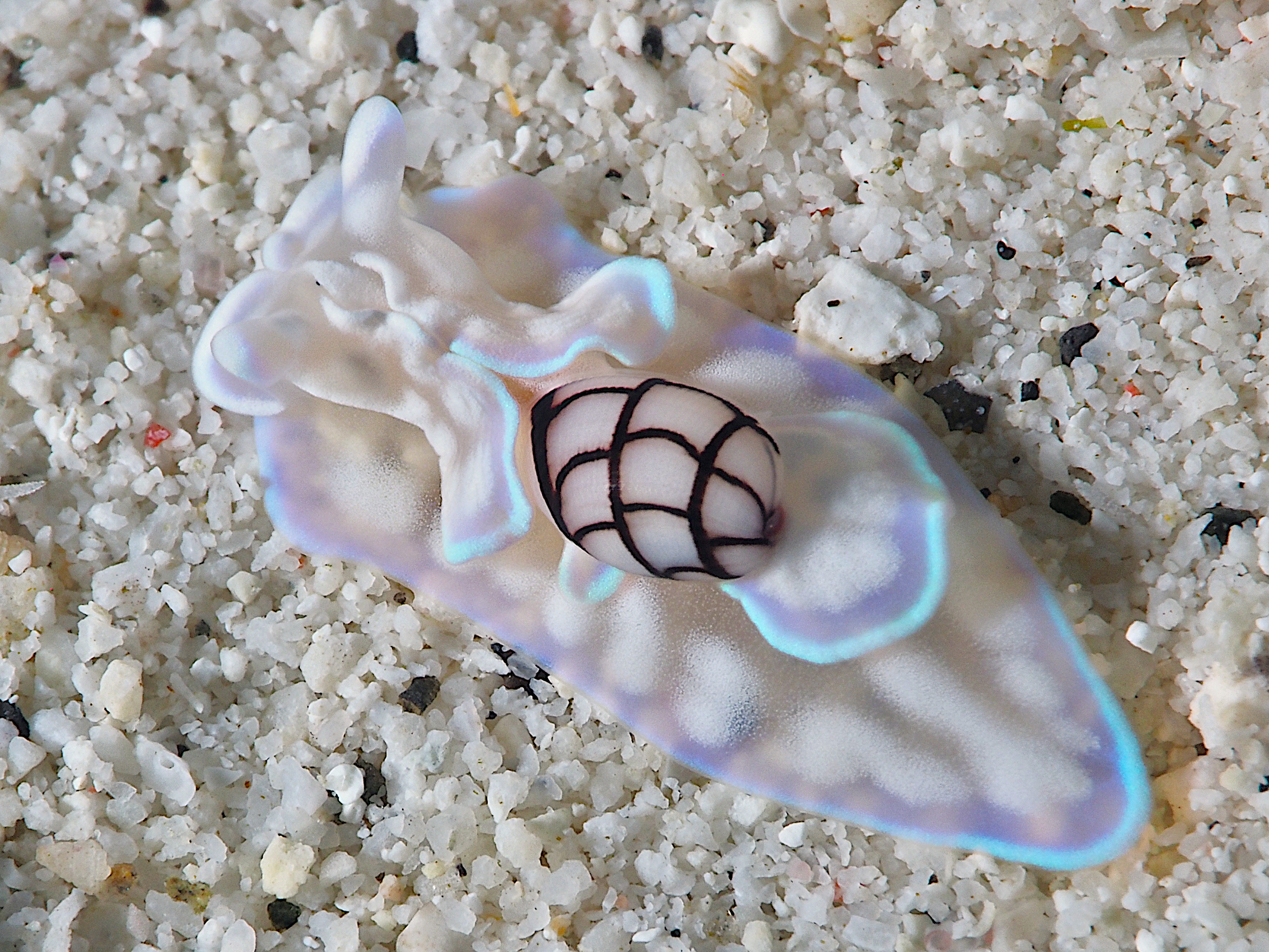 Micromelo guamensis - Micromelo guamensis