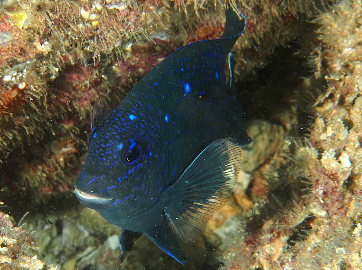 Giant Damselfish - Microspathodon dorsalis