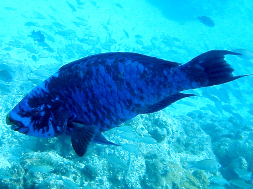 Midnight Parrotfish - Scarus coelestinus