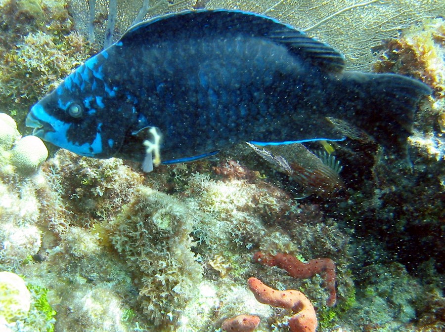 Midnight Parrotfish - Scarus coelestinus