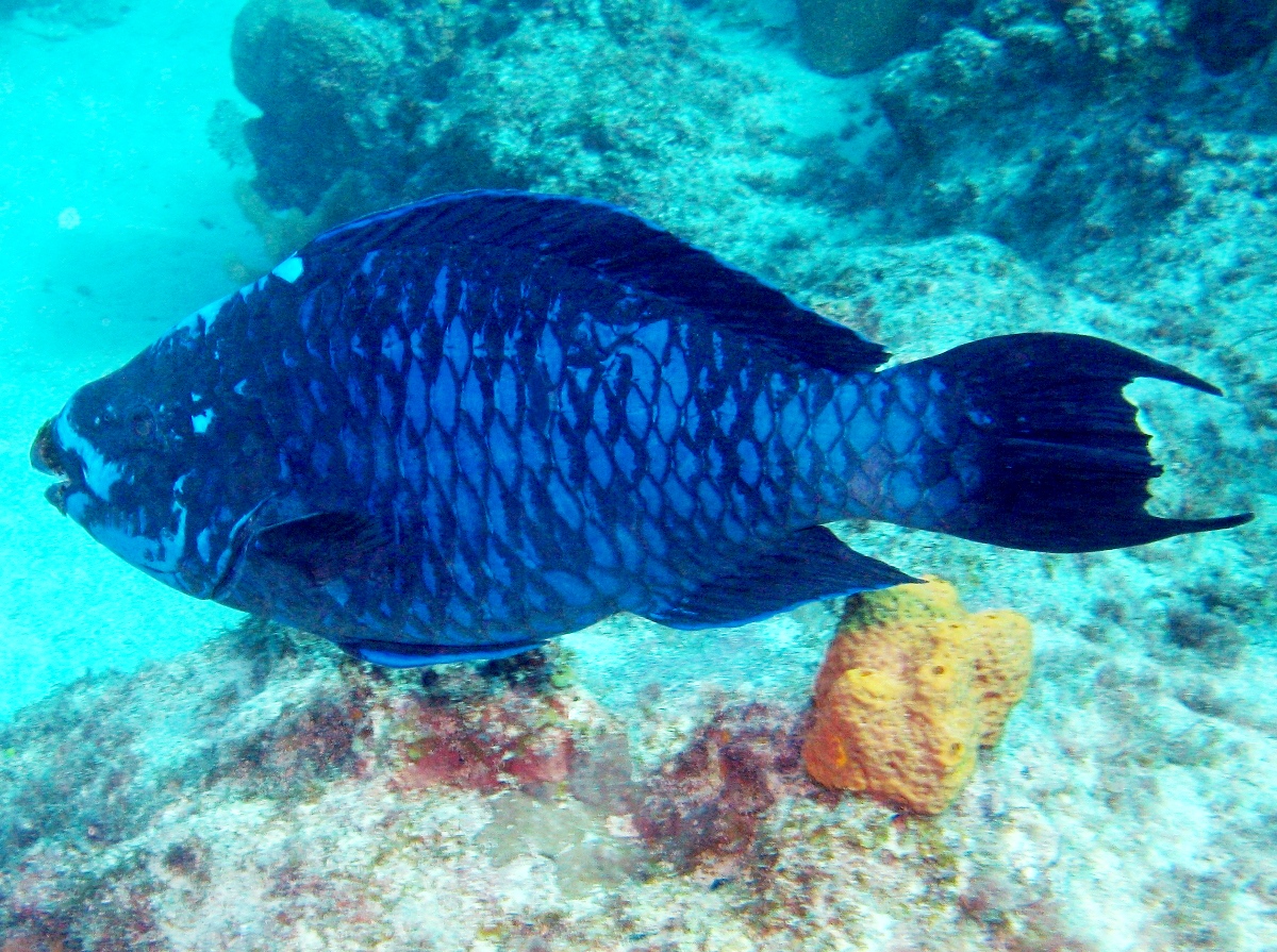 Midnight Parrotfish - Scarus coelestinus