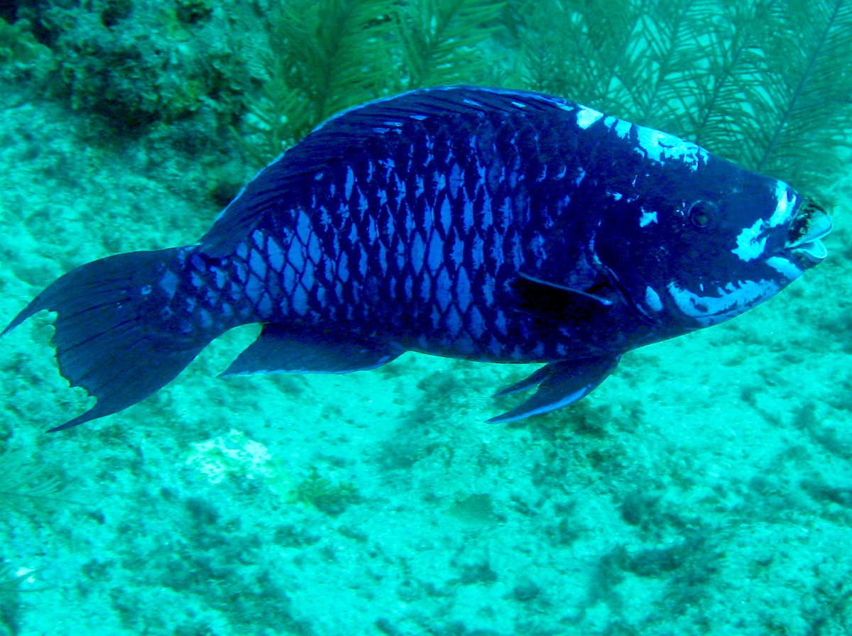 Midnight Parrotfish - Scarus coelestinus