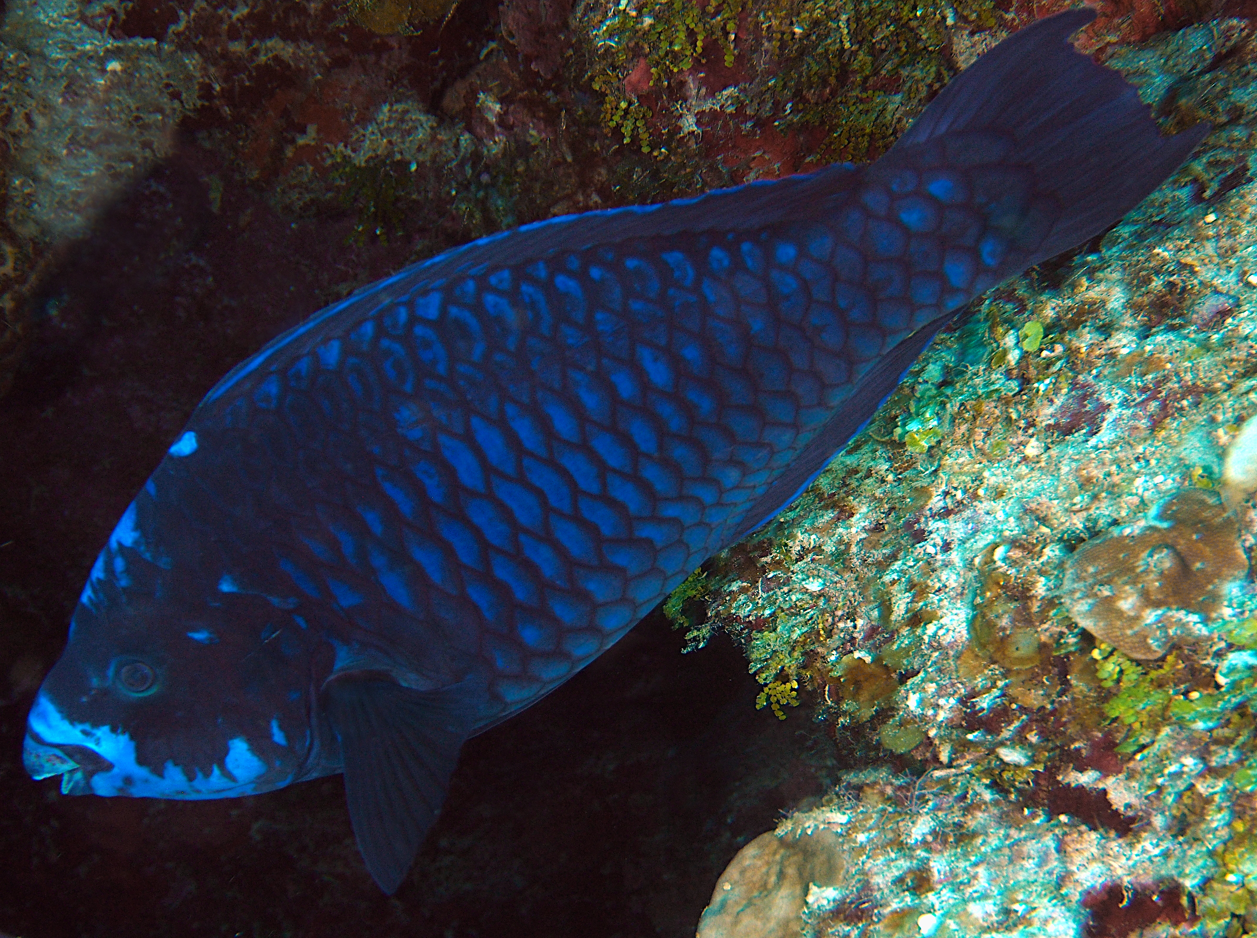 Midnight Parrotfish - Scarus coelestinus