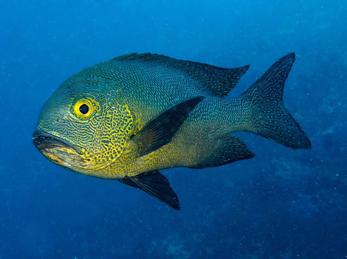 Midnight Snapper - Macolor macularis