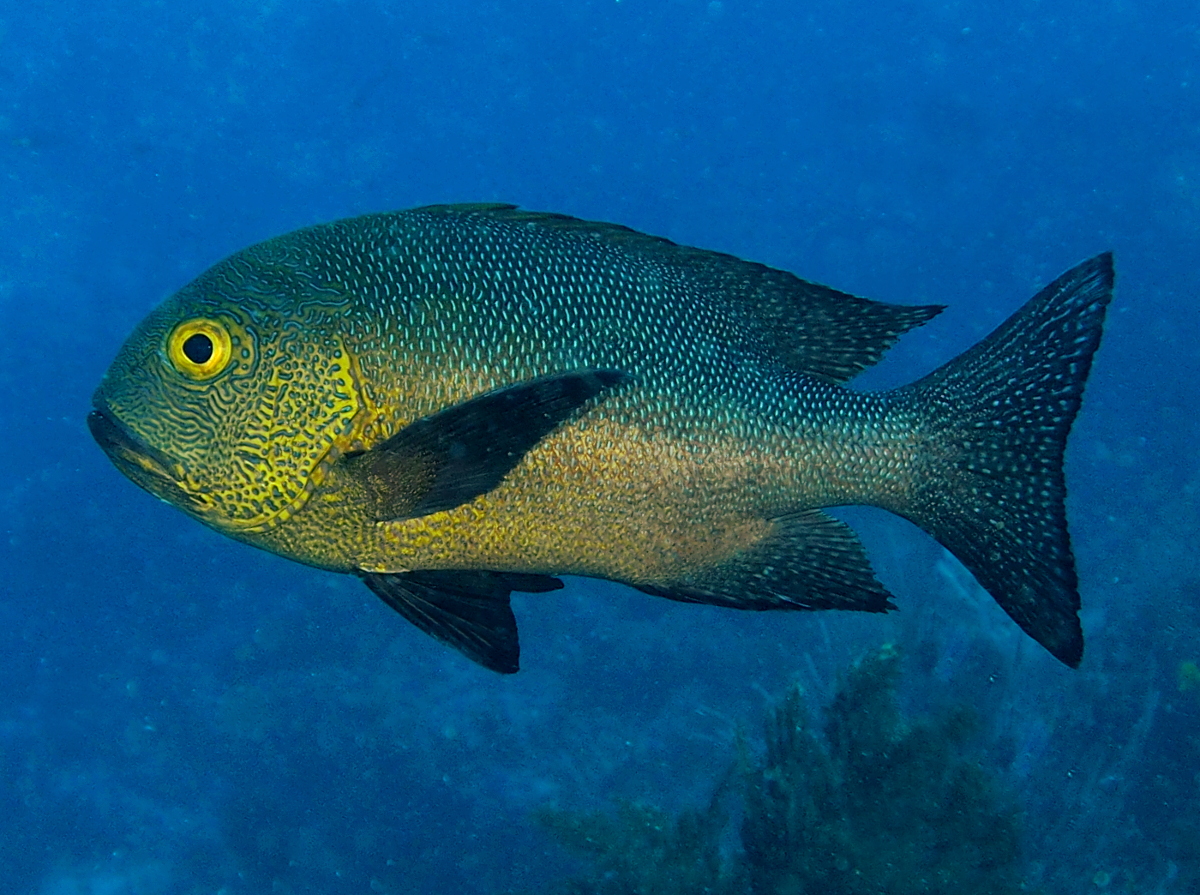 Midnight Snapper - Macolor macularis