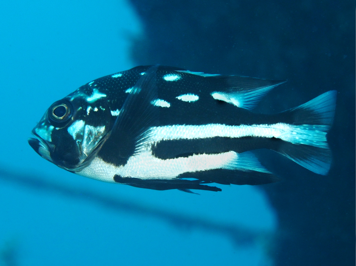 Midnight Snapper - Macolor macularis