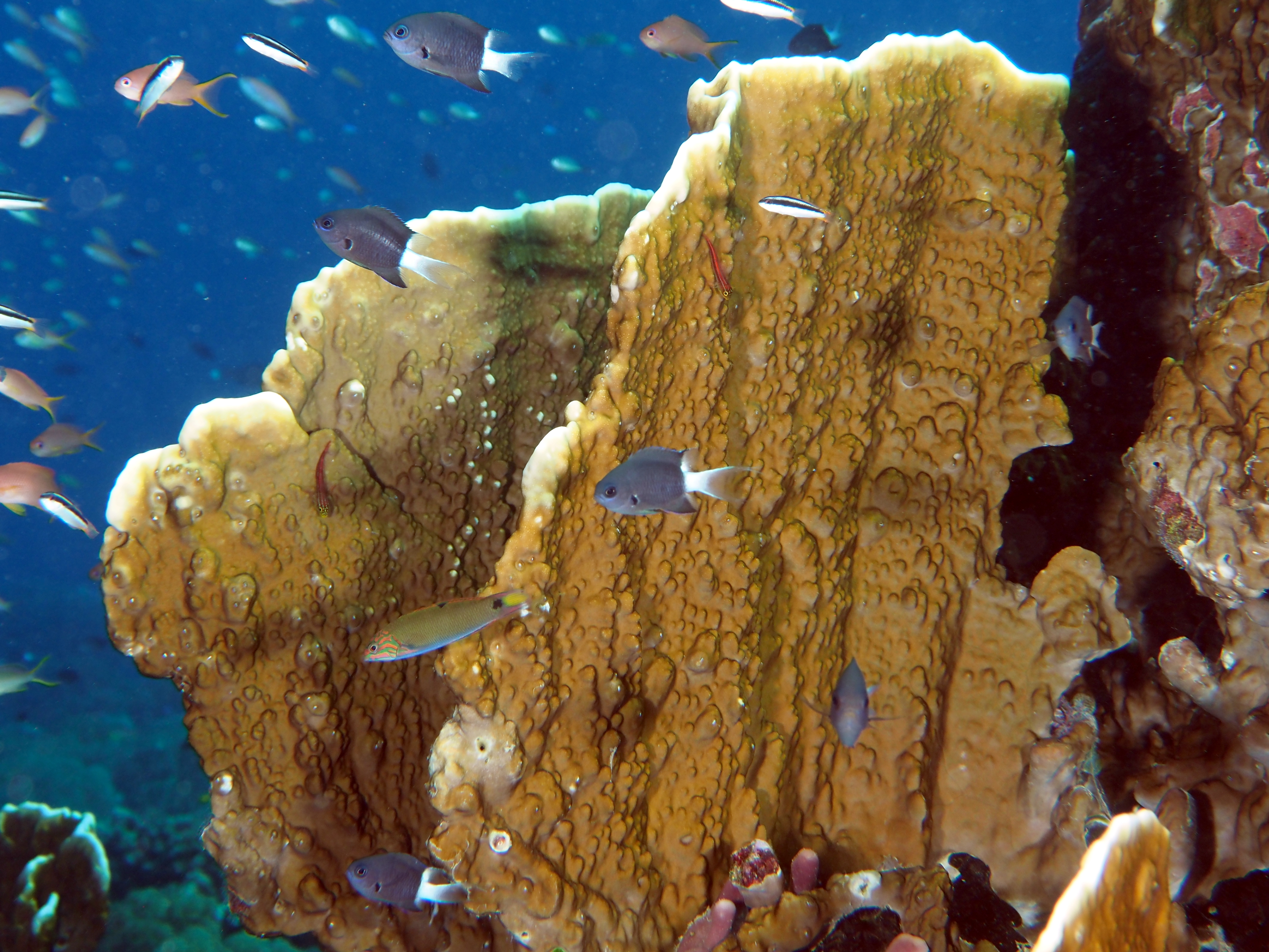 Plate Fire Coral - Millepora platyphylla - Komodo, Indonesia