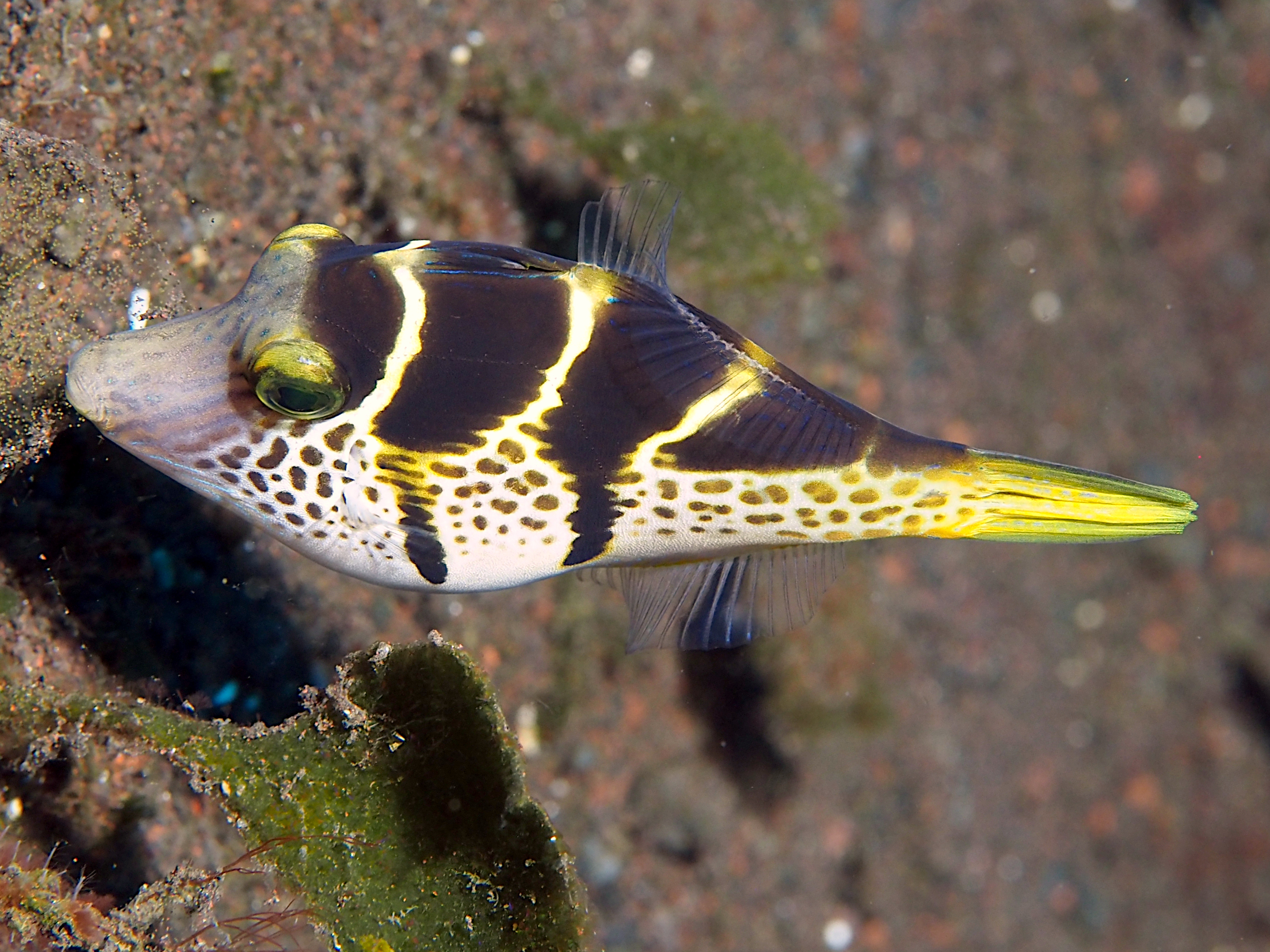 Mimic Filefish - Paraluteres prionurus