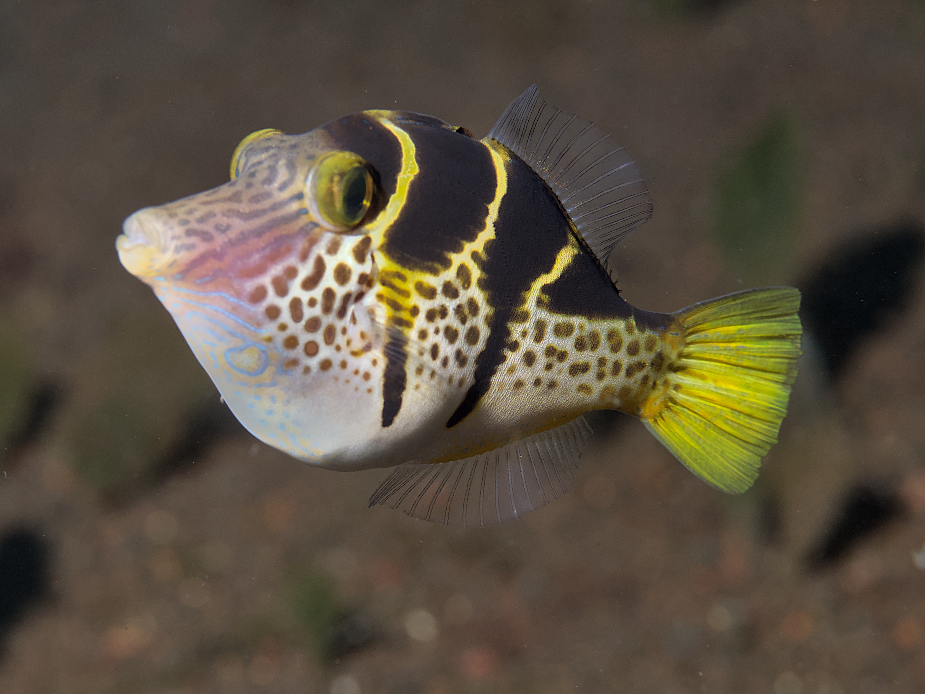Mimic Filefish - Paraluteres prionurus