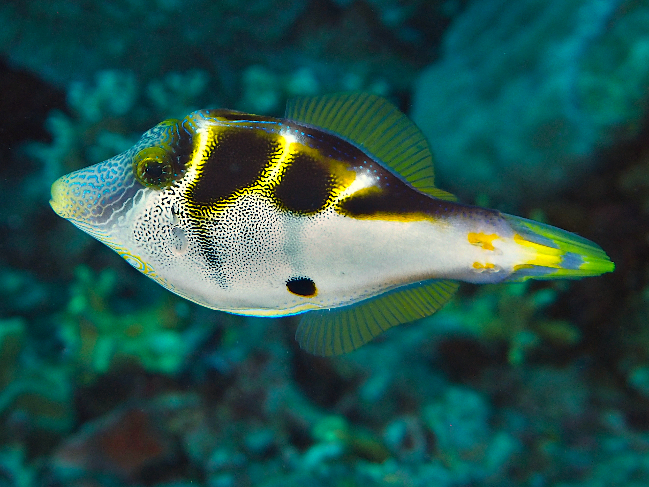 Mimic Filefish - Paraluteres prionurus