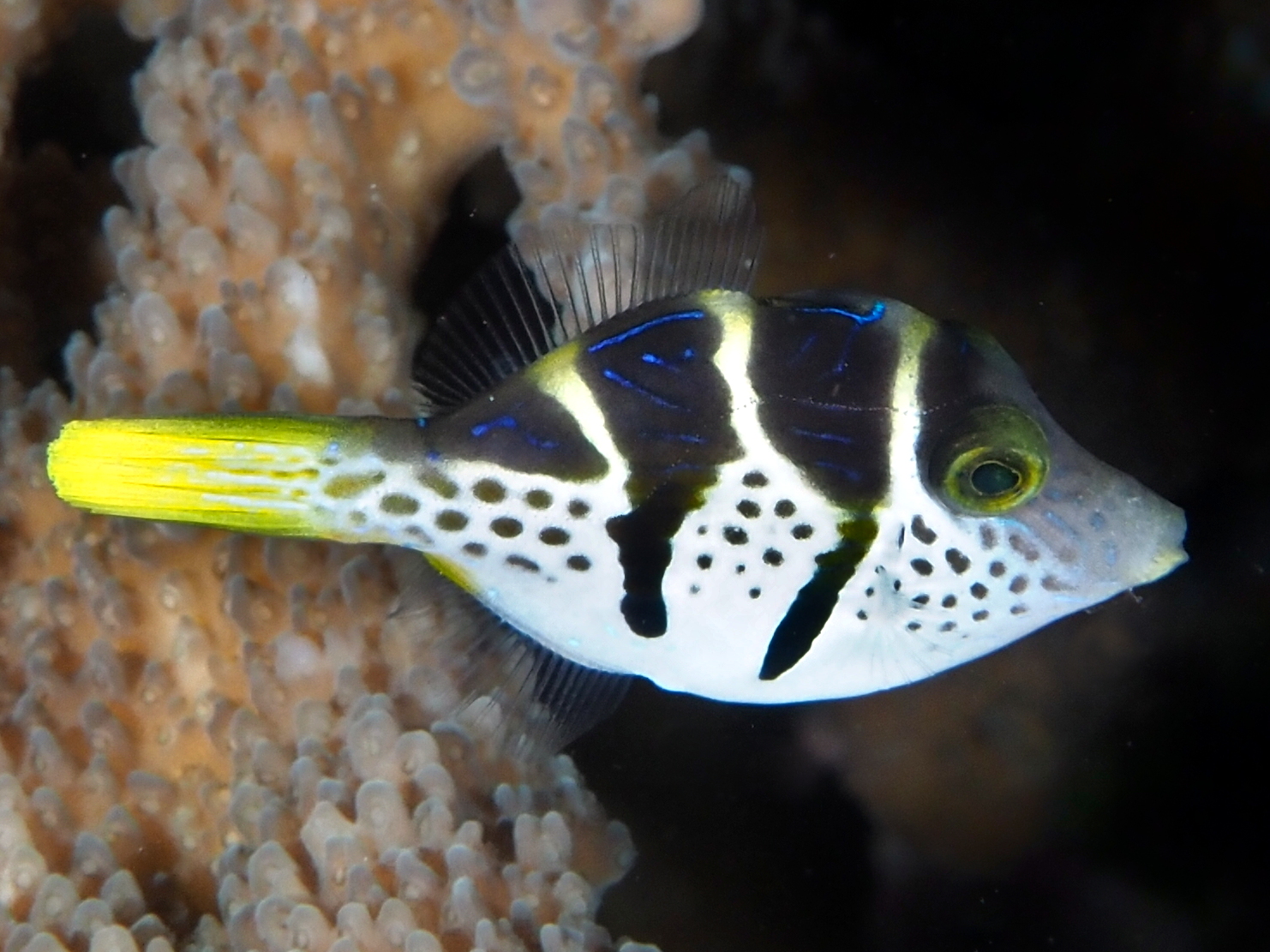 Mimic Filefish - Paraluteres prionurus