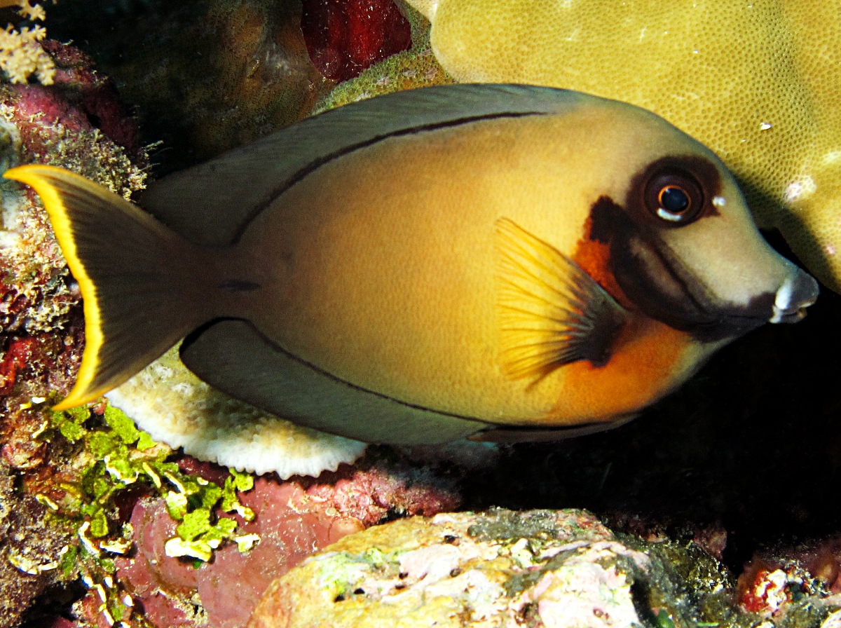 Mimic Surgeonfish - Acanthurus pyroferus