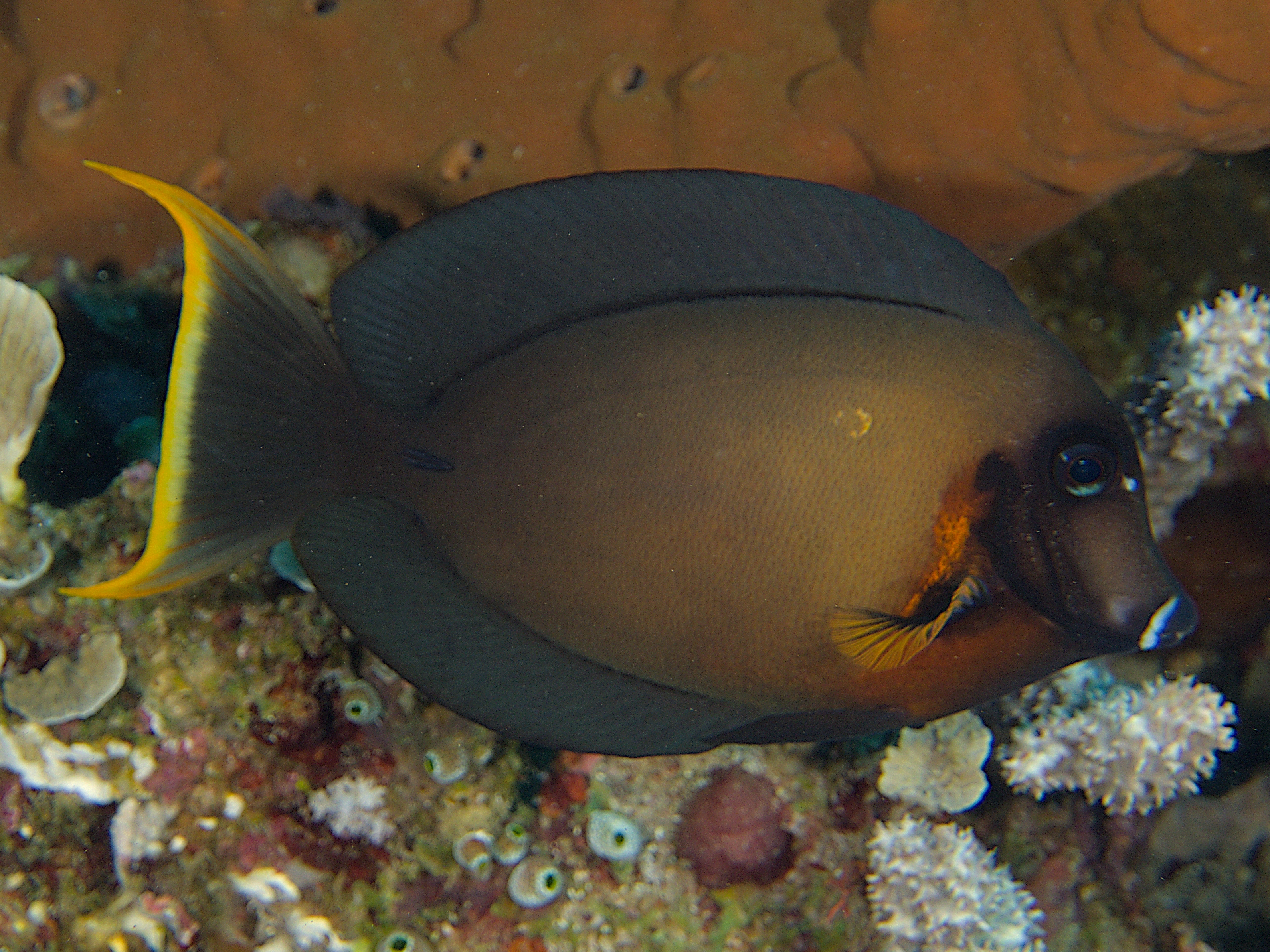 Mimic Surgeonfish - Acanthurus pyroferus