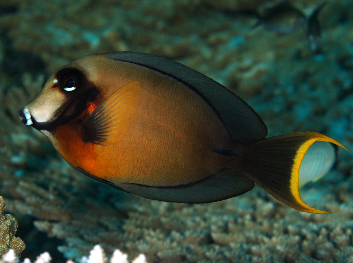 Mimic Surgeonfish - Acanthurus pyroferus