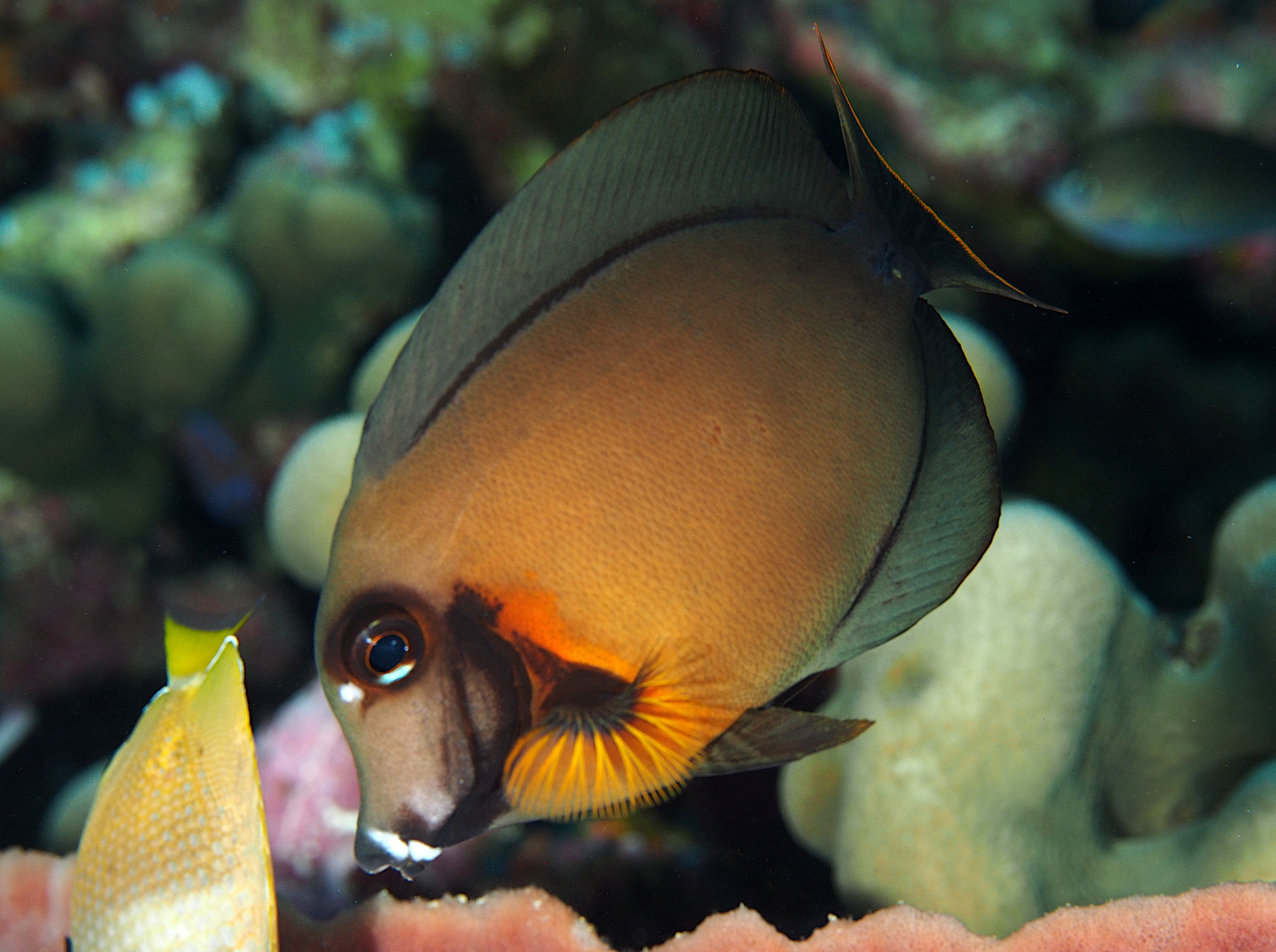 Mimic Surgeonfish - Acanthurus pyroferus