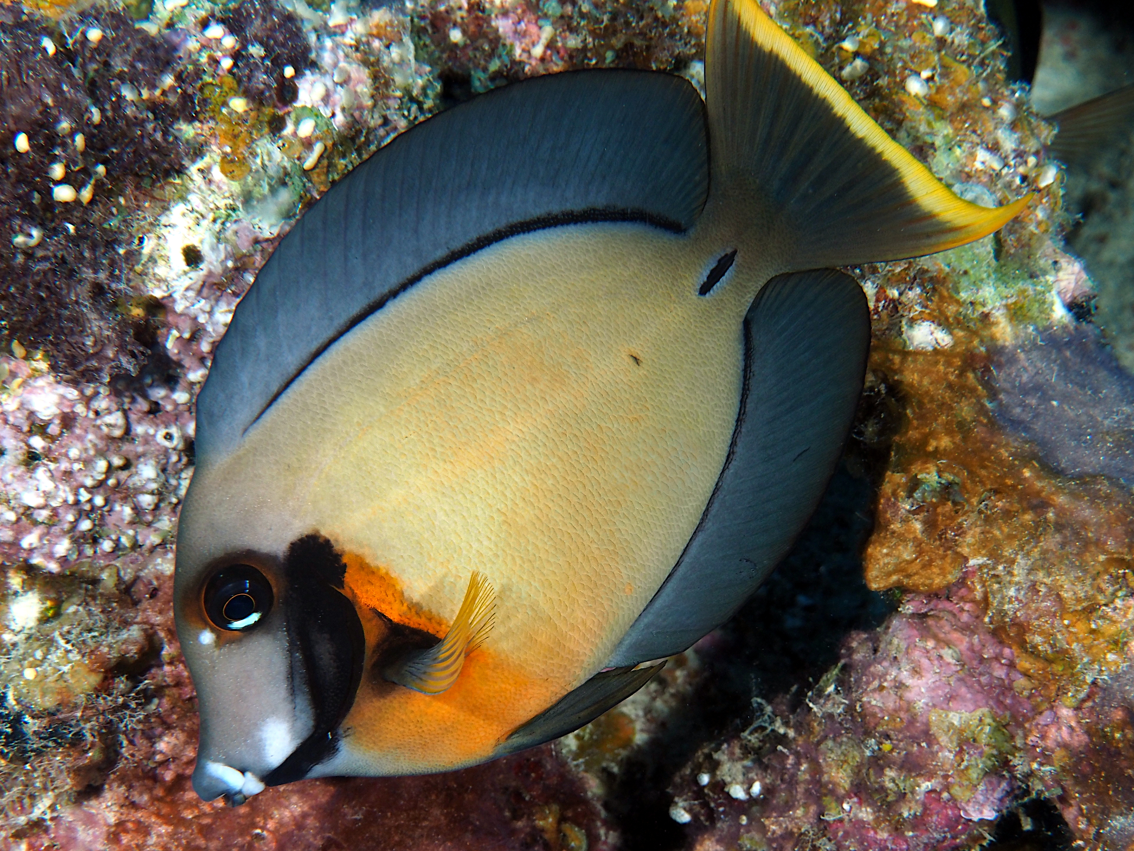 Mimic Surgeonfish - Acanthurus pyroferus