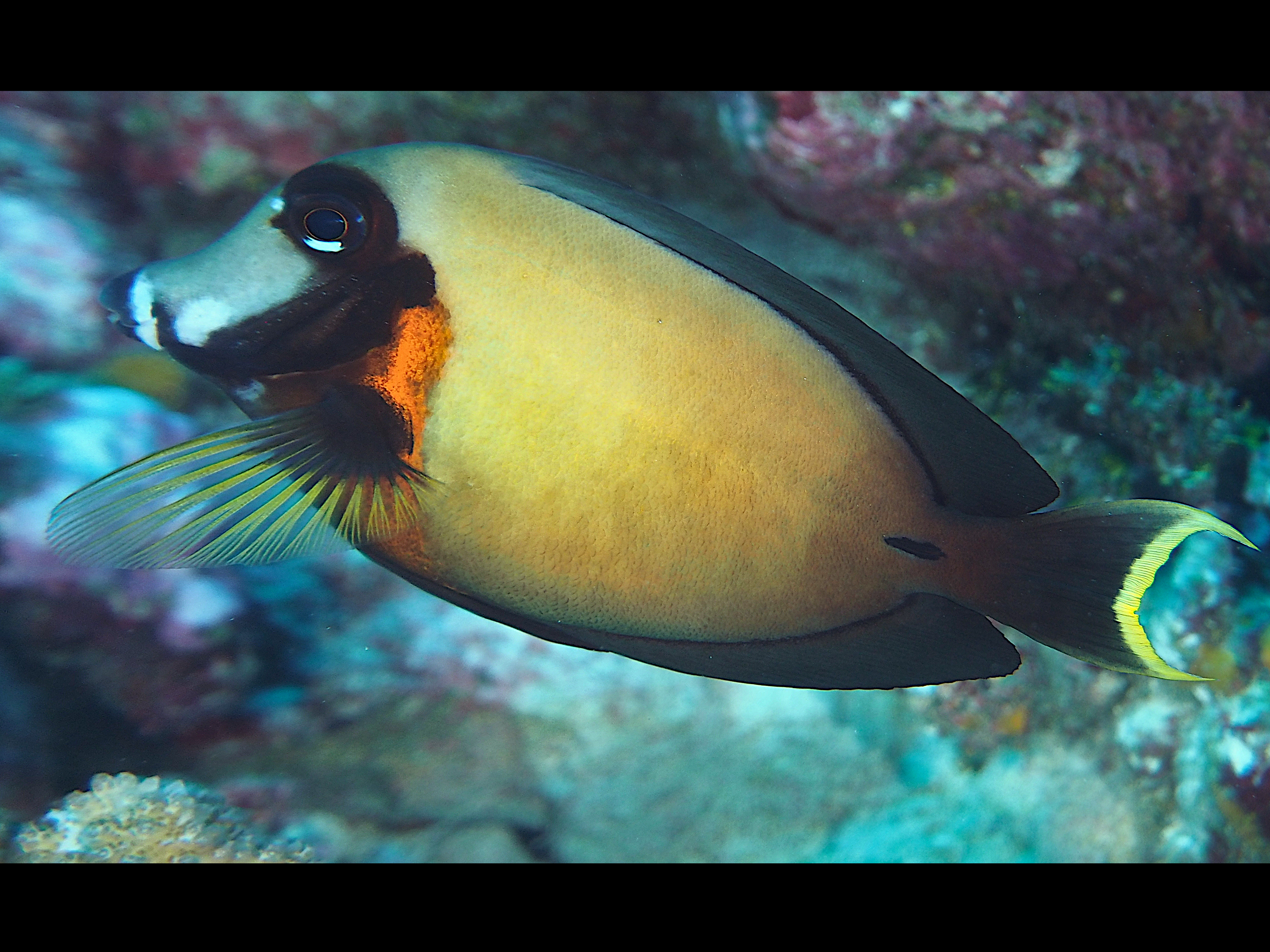 Mimic Surgeonfish - Acanthurus pyroferus