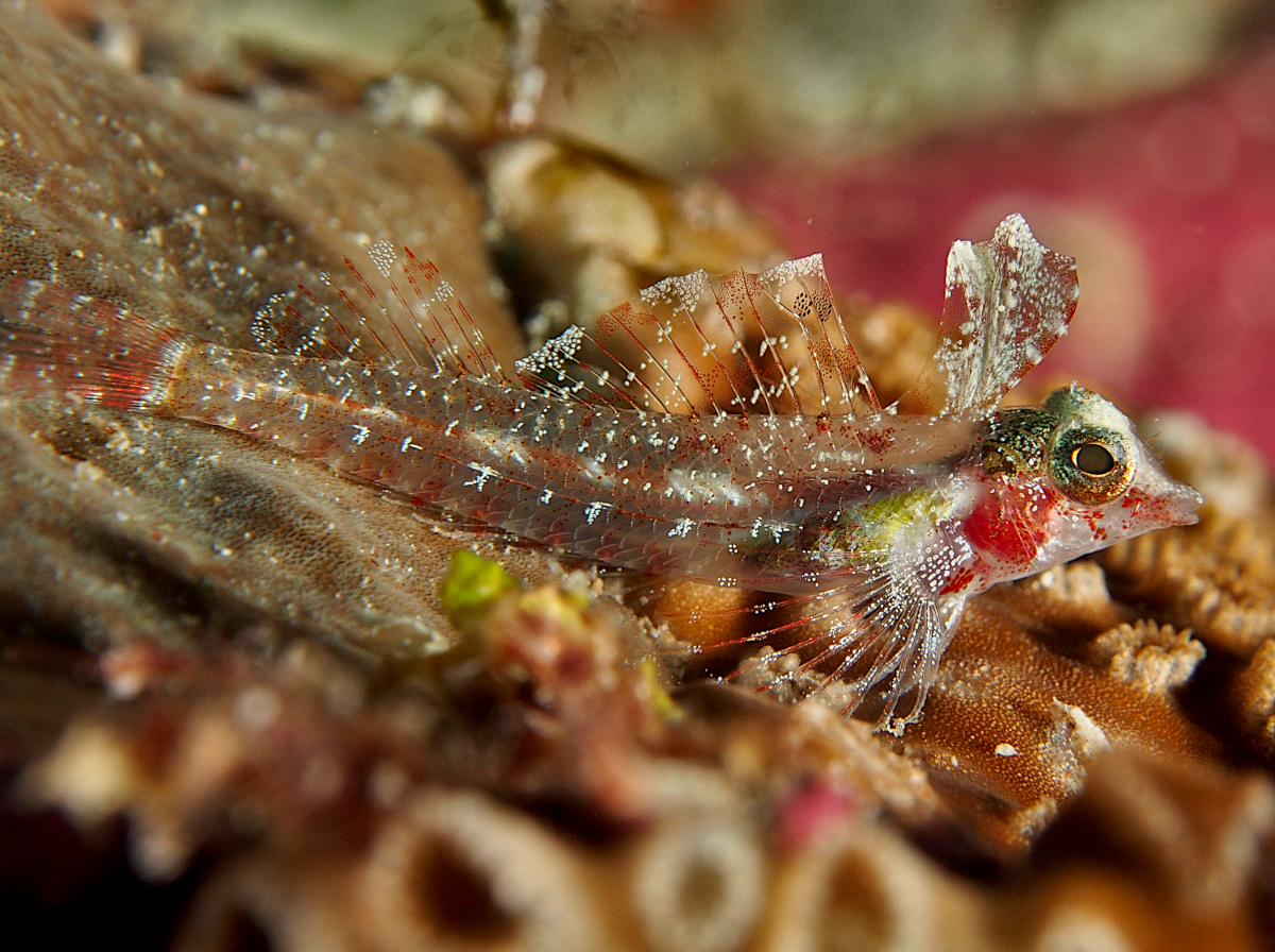 Miracle Triplefin - Enneapterygius mirabilis - Wakatobi, Indonesia