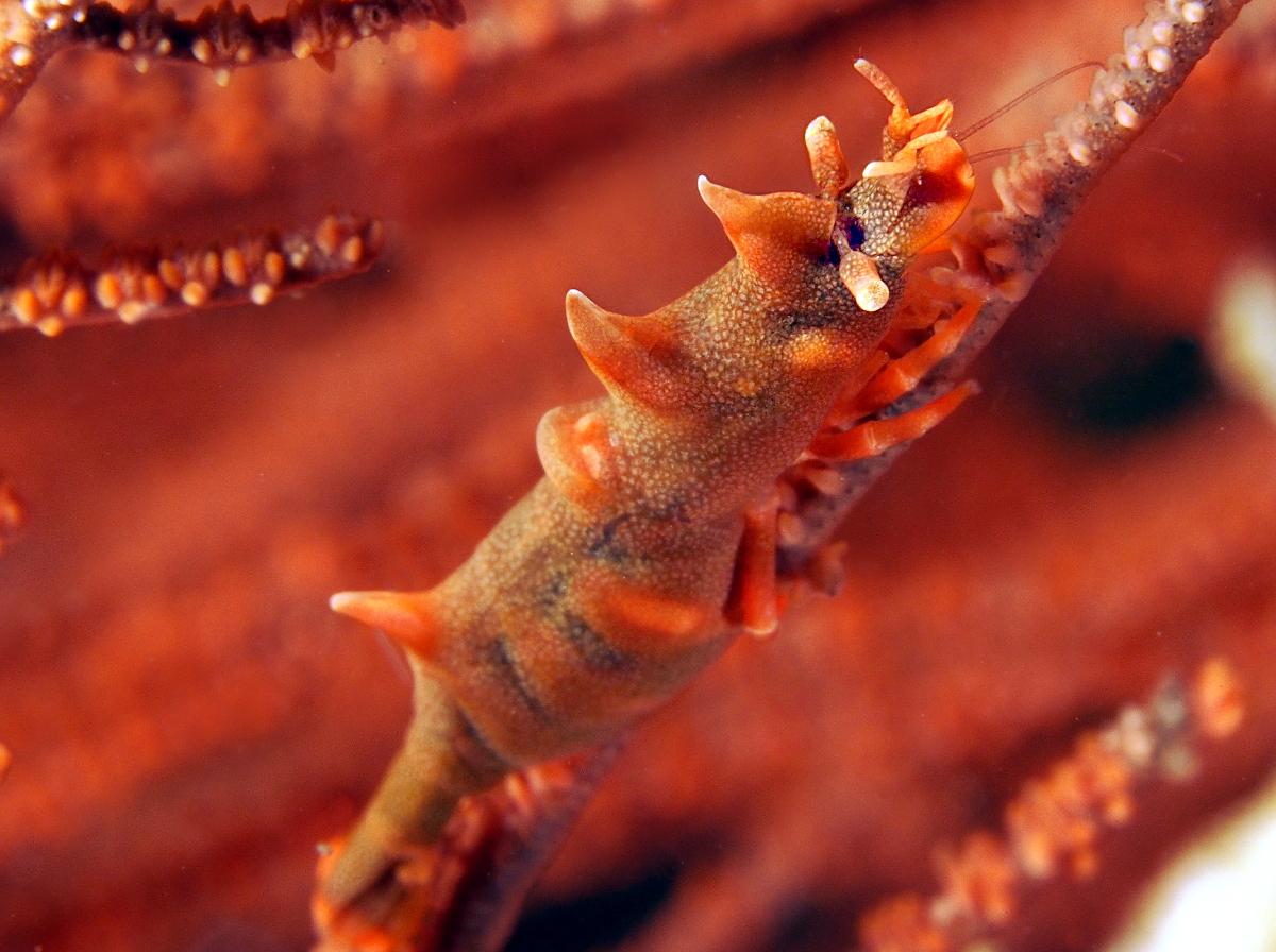 Dragon Shrimp - Miropandalus hardingi - Anilao, Philippines