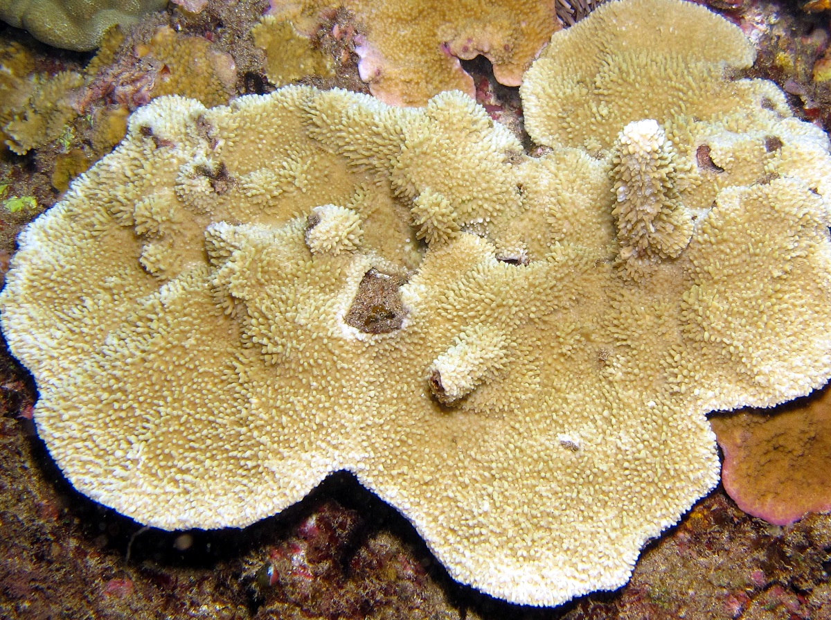 Rice Coral - Montipora capitata - Maui, Hawaii