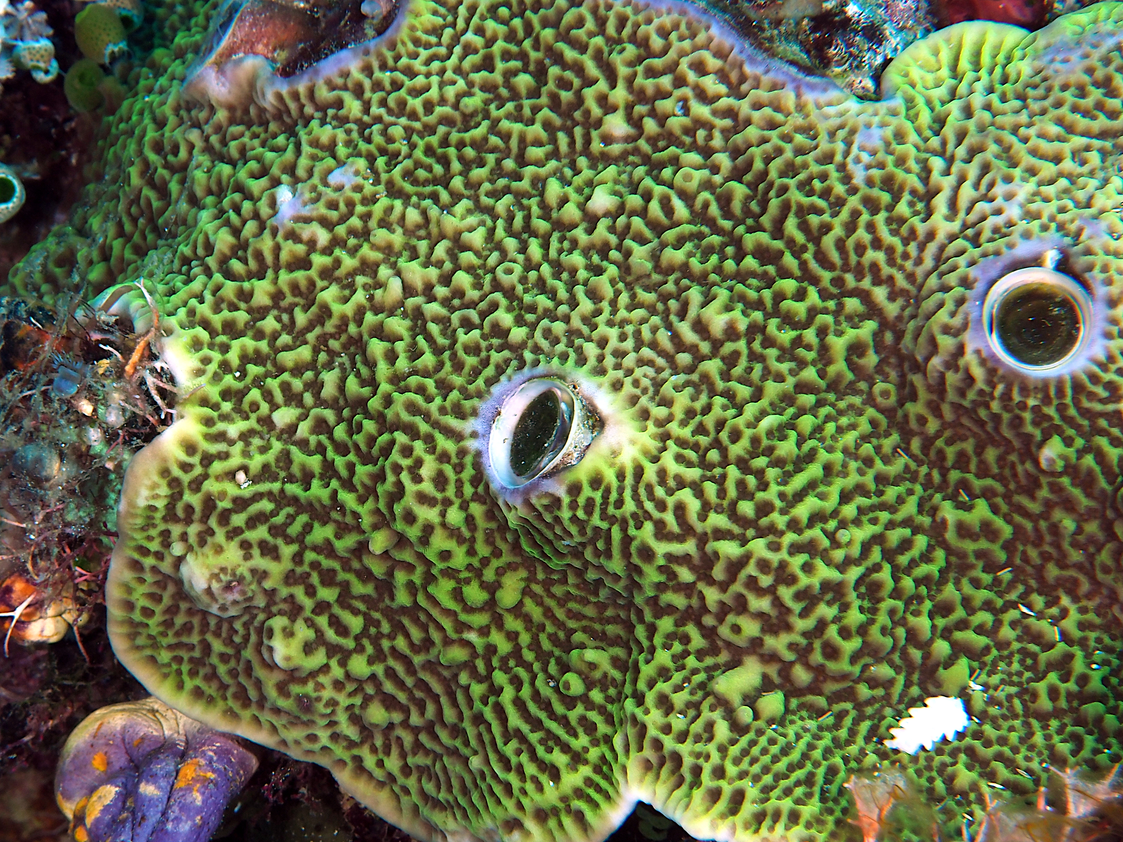 Montipora undata - Montipora undata - Komodo, Indonesia