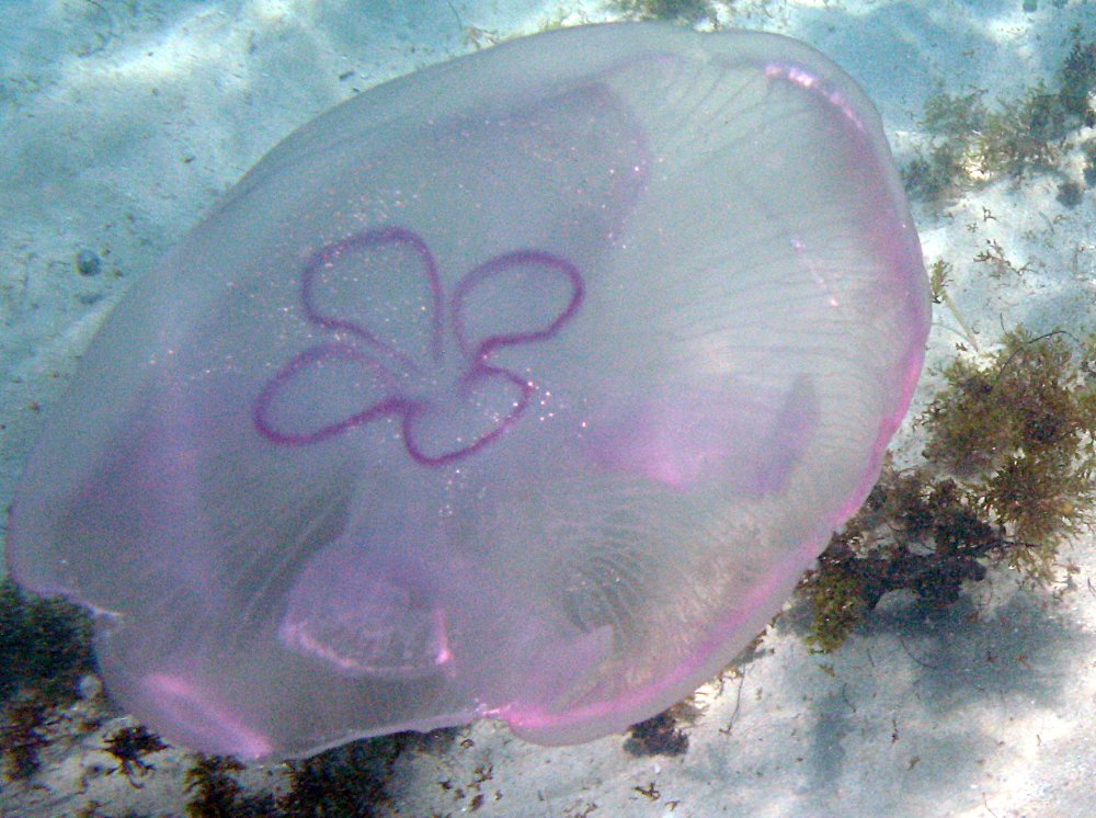 Moon Jelly - Aurelia aurita