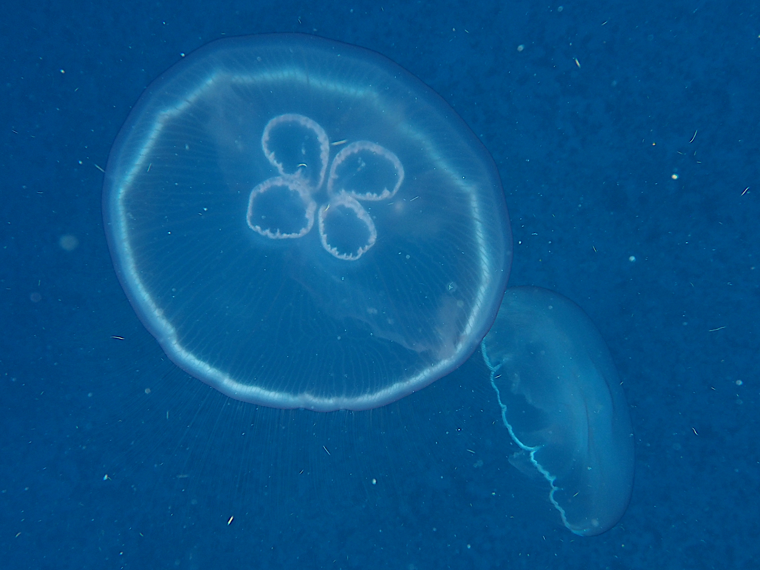Moon Jelly - Aurelia aurita