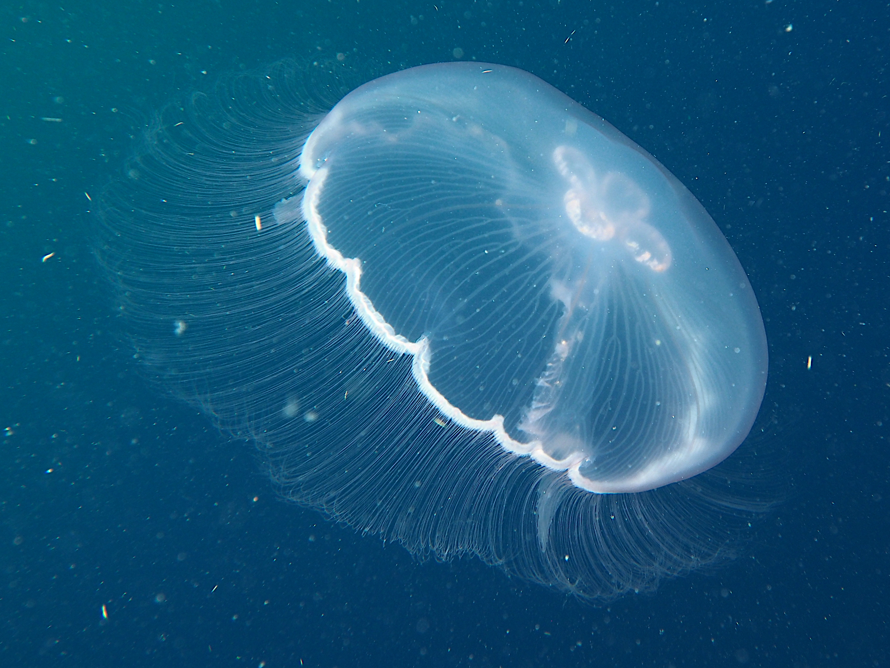 Moon Jelly - Aurelia aurita