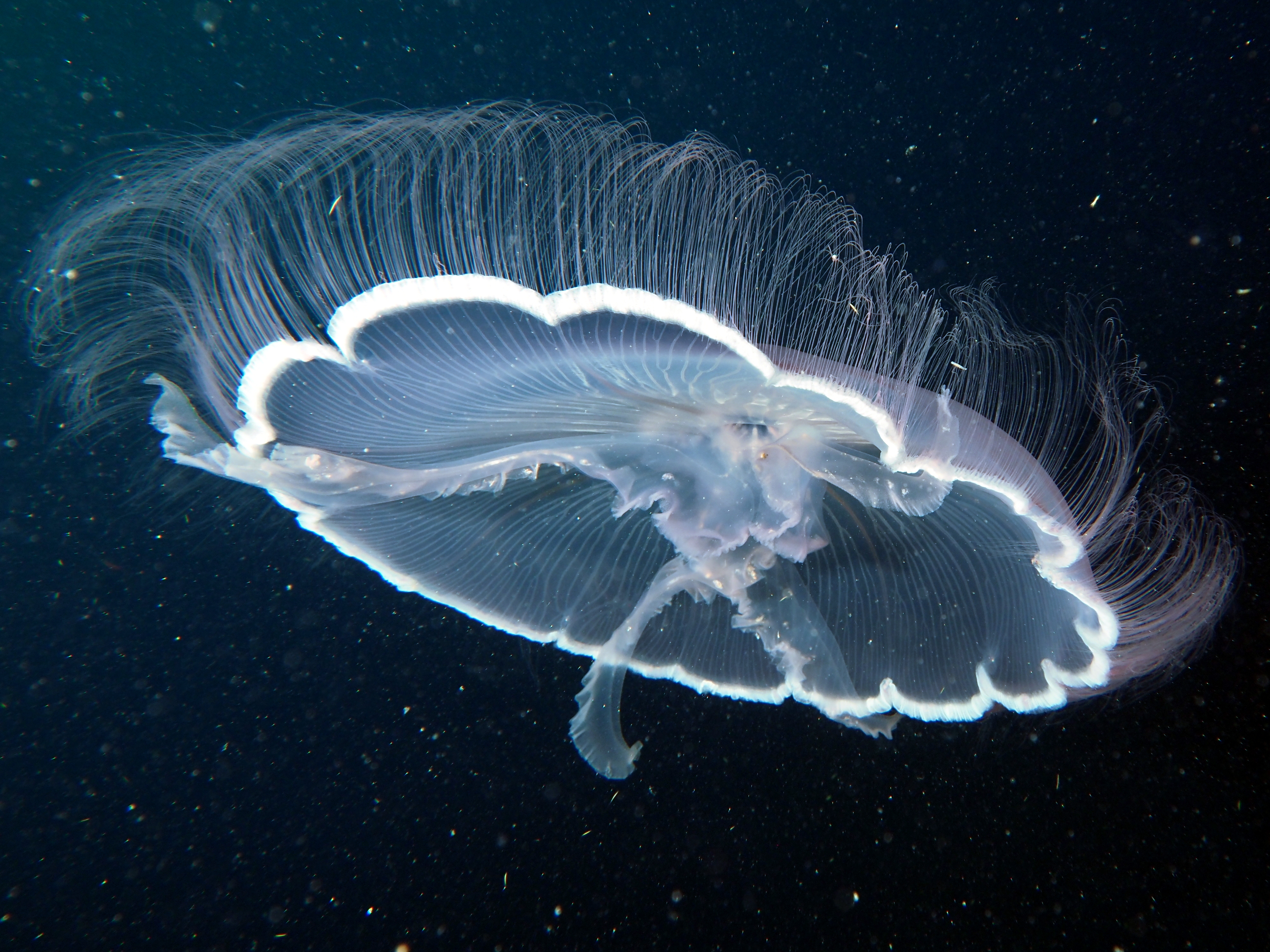 Moon Jelly - Aurelia aurita