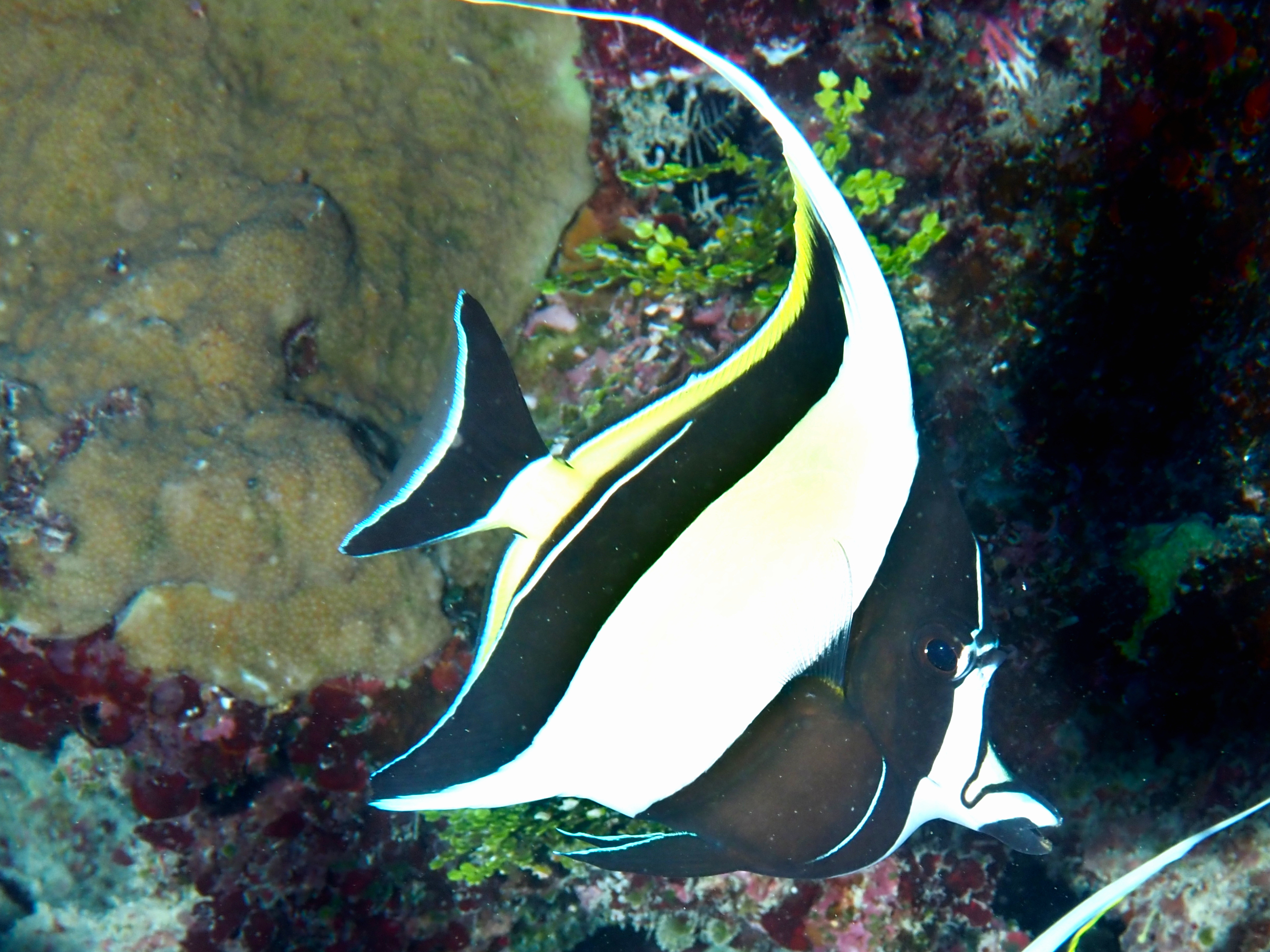 Moorish Idol - Zanclus cornutus