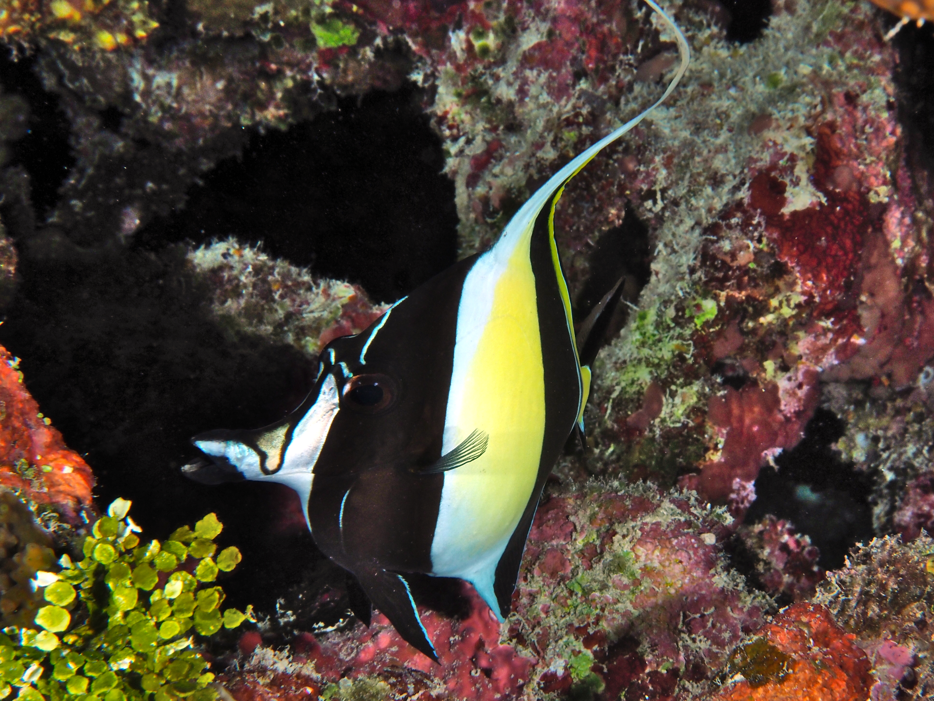 Moorish Idol - Zanclus cornutus