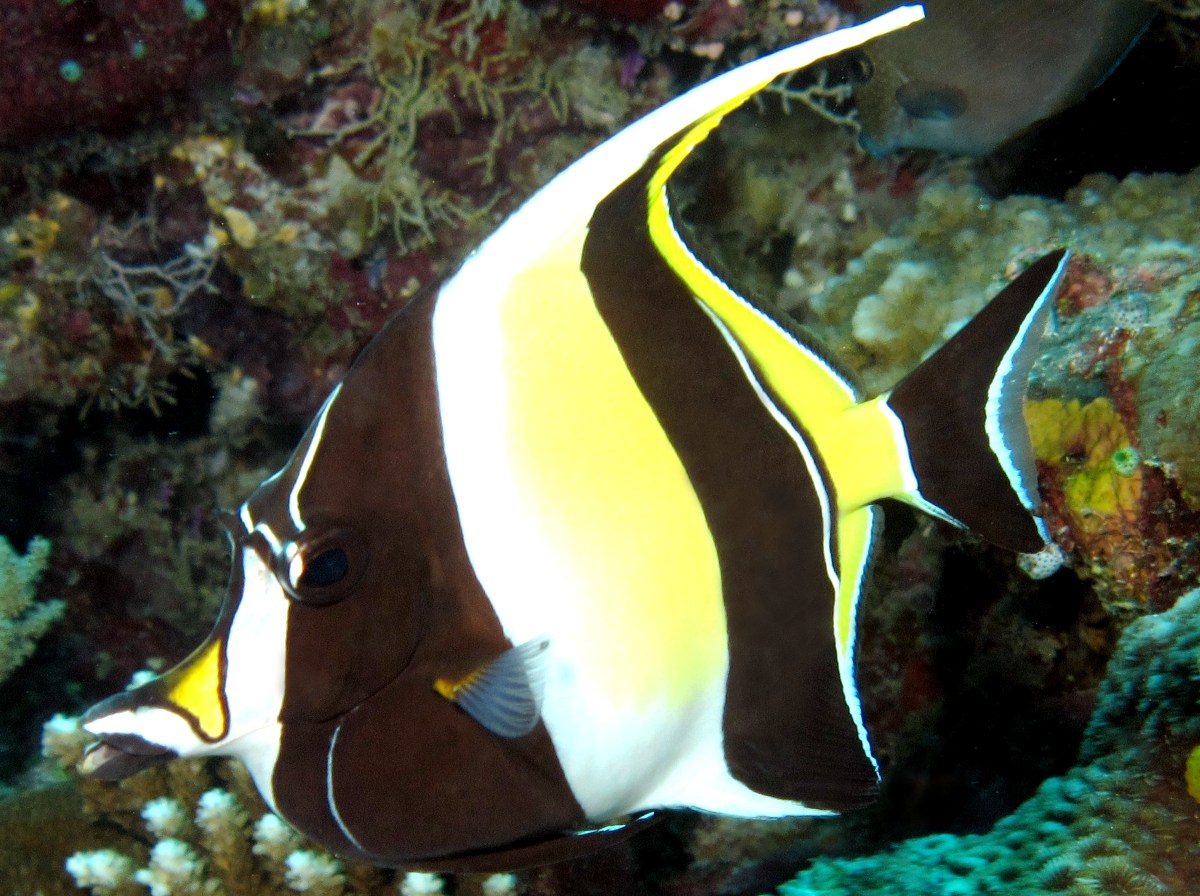 Moorish Idol - Zanclus cornutus