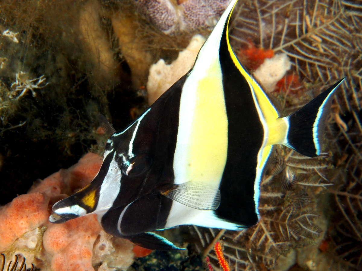 Moorish Idol - Zanclus cornutus