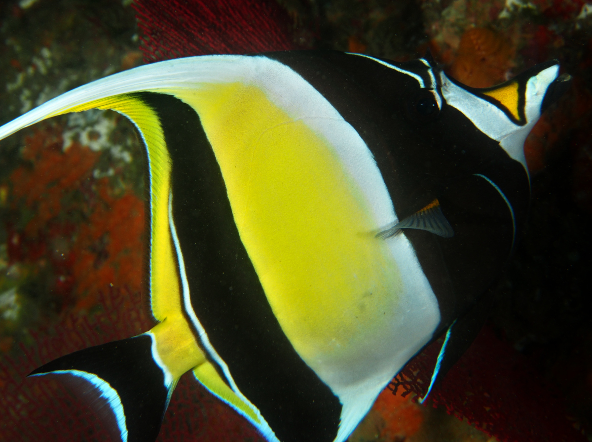 Moorish Idol - Zanclus cornutus