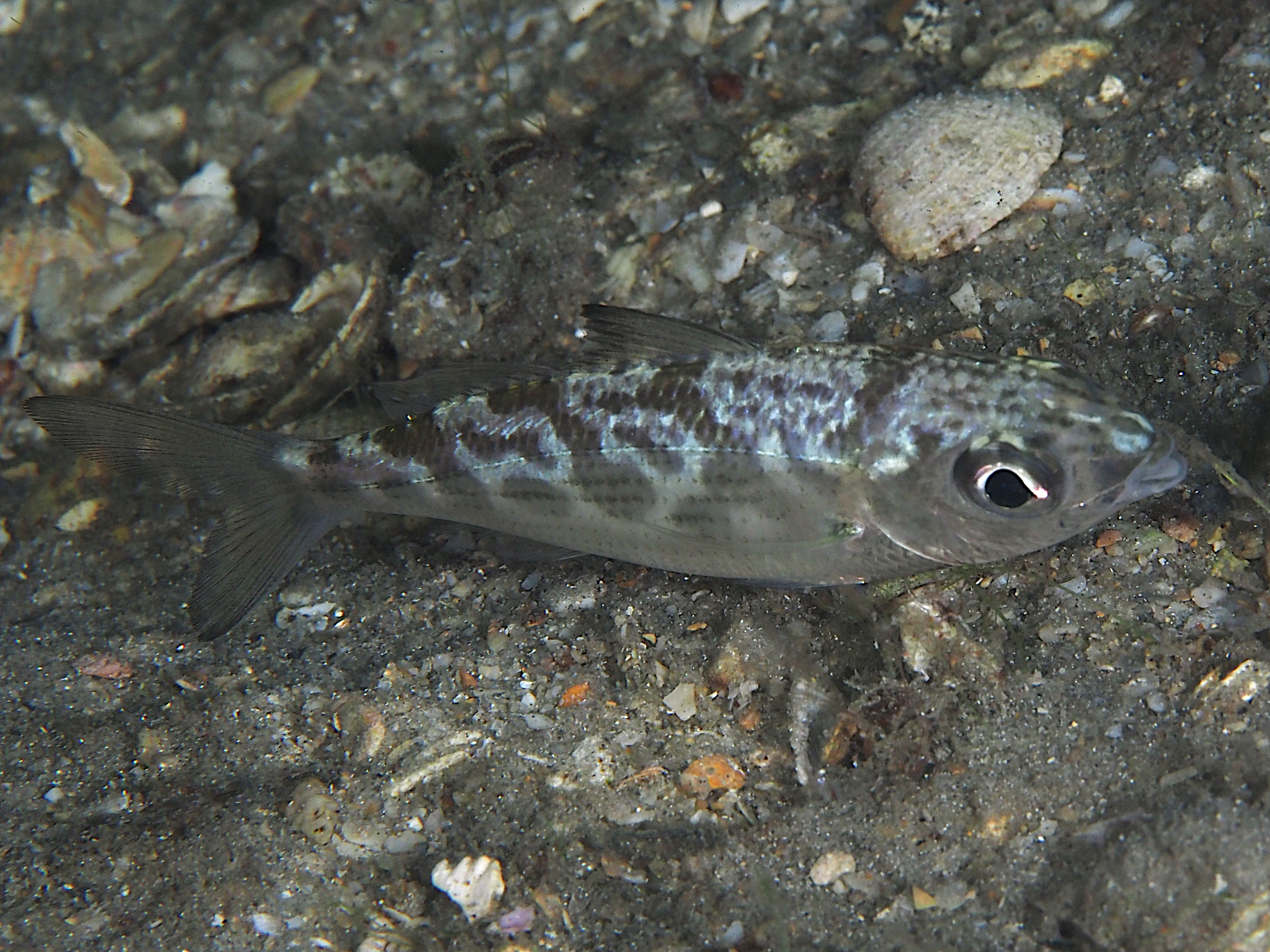 Mottled Mojarra - Ulaema lefroyi - Blue Heron Bridge, Florida