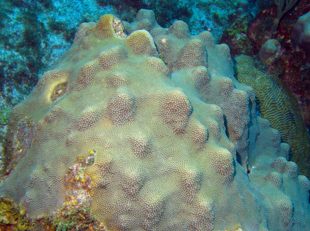 Mountainous Star Coral - Orbicella faveolata