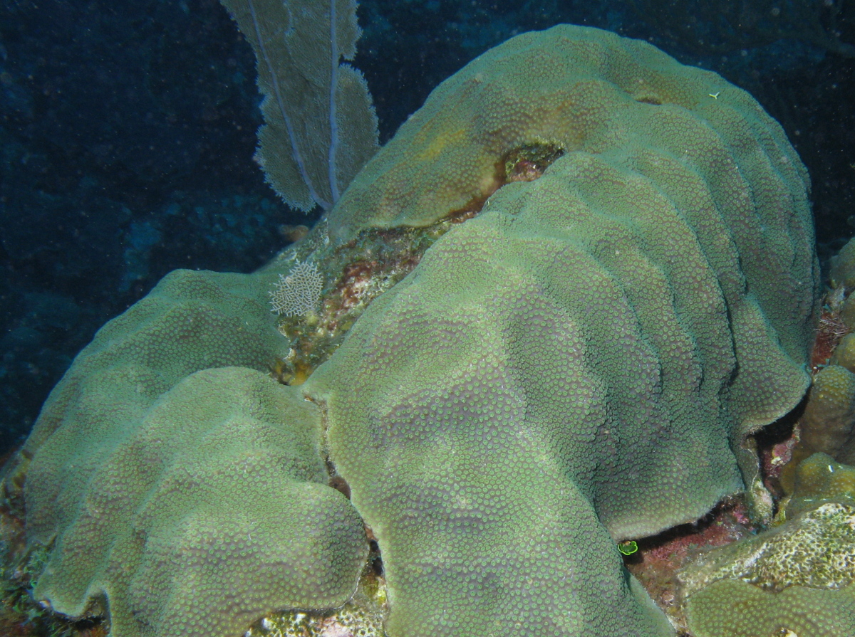 Mountainous Star Coral - Orbicella faveolata