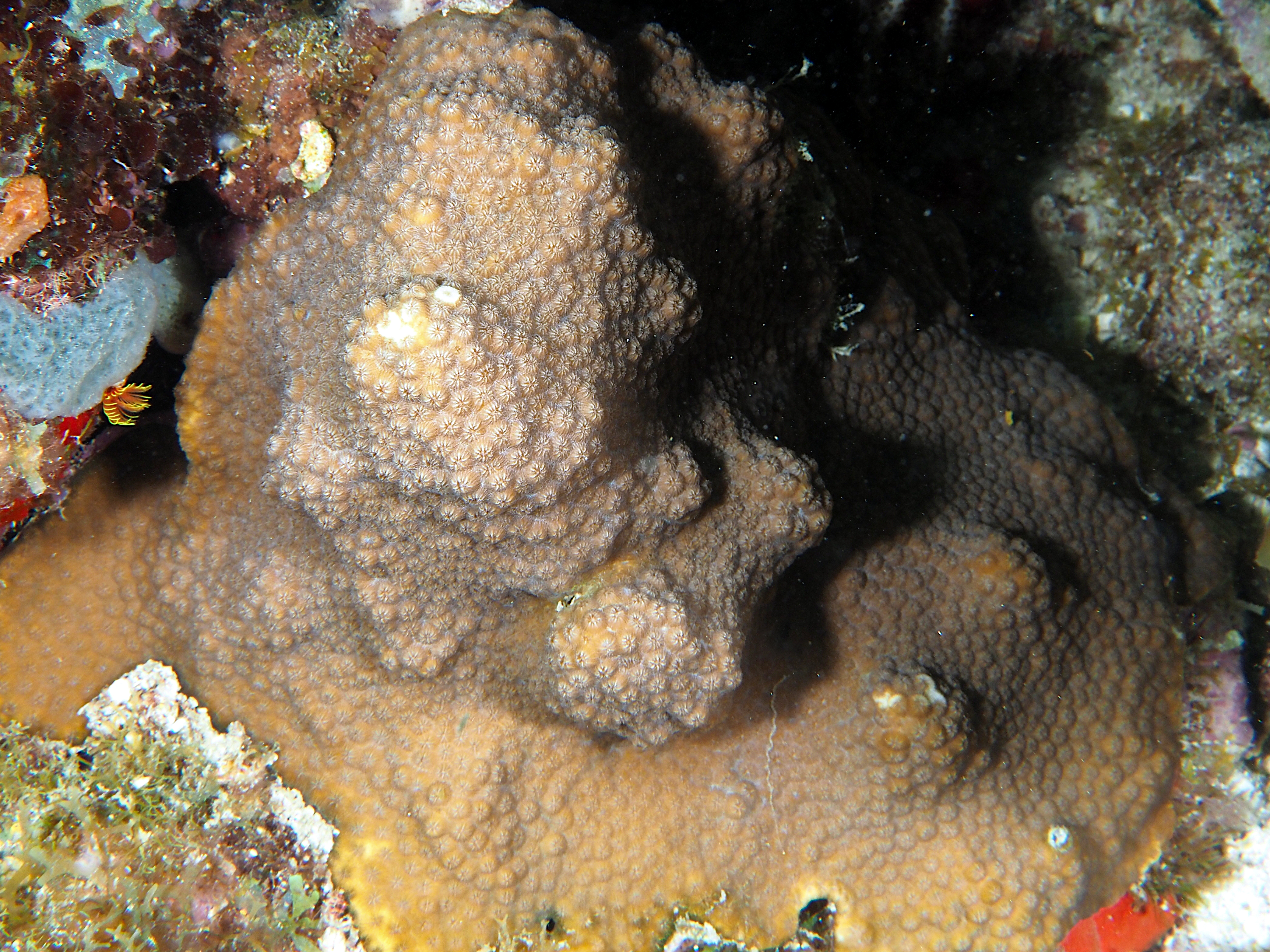 Mountainous Star Coral - Orbicella faveolata