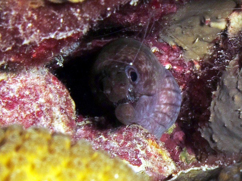 Viper Moray Eel - Enchelycore nigricans