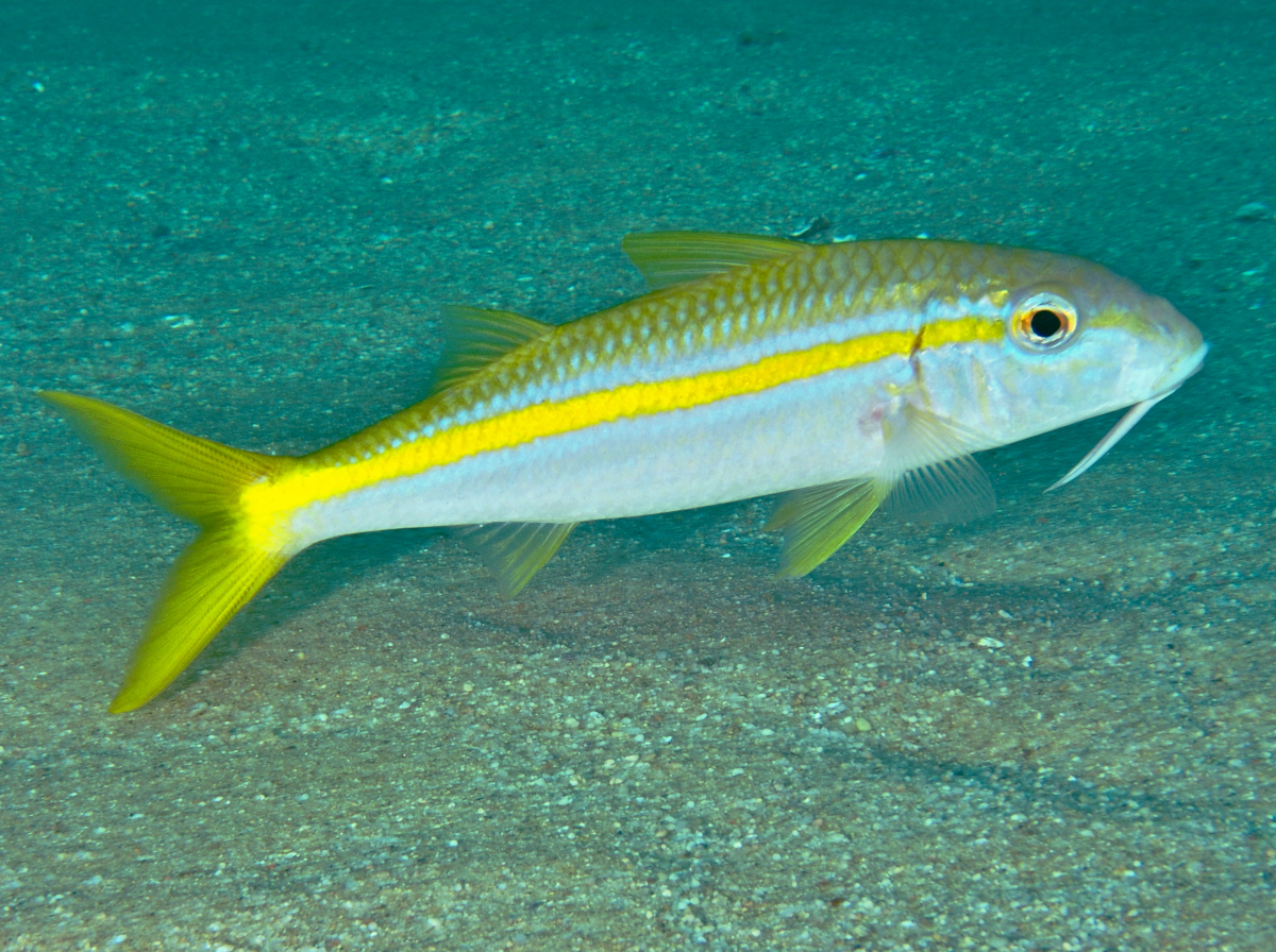 Mexican Goatfish - Mulloidichthys dentatus - Cabo San Lucas, Mexico