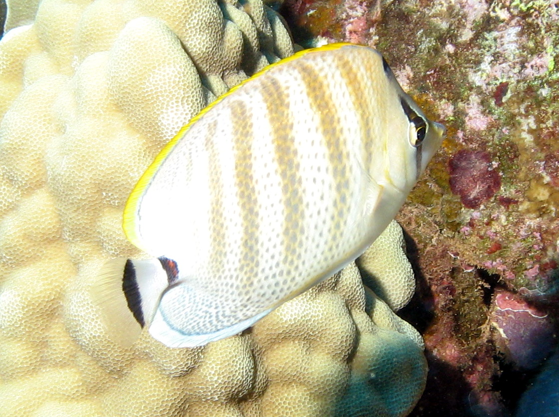 Multiband Butterflyfish - Chaetodon multicinctus