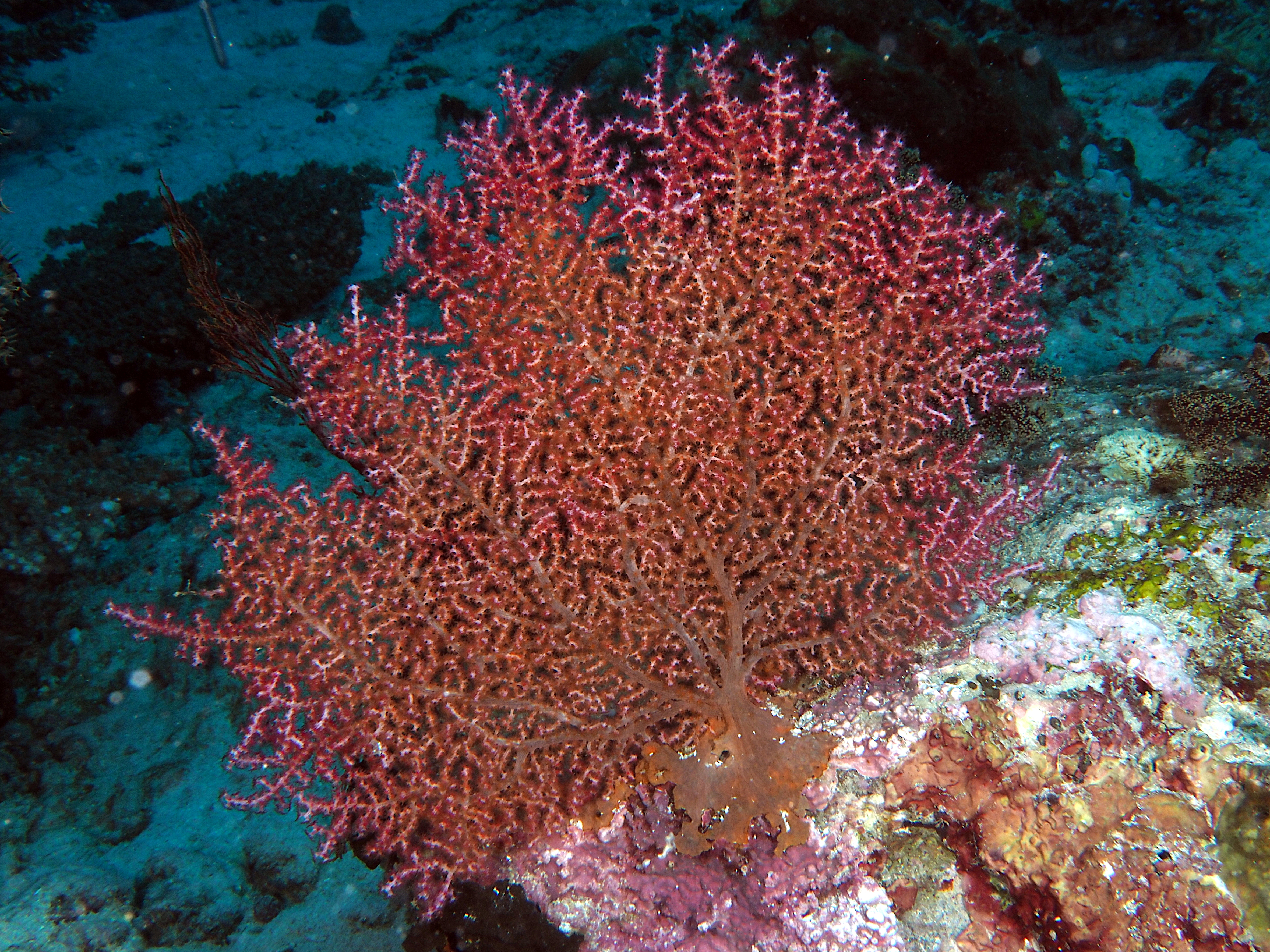 Muricella plectana - Muricella plectana - Komodo, Indonesia