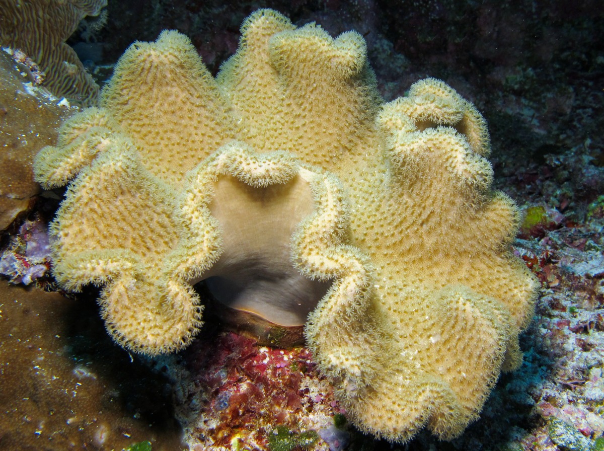 Mushroom Leather Coral - Sarcophyton spp. - Palau