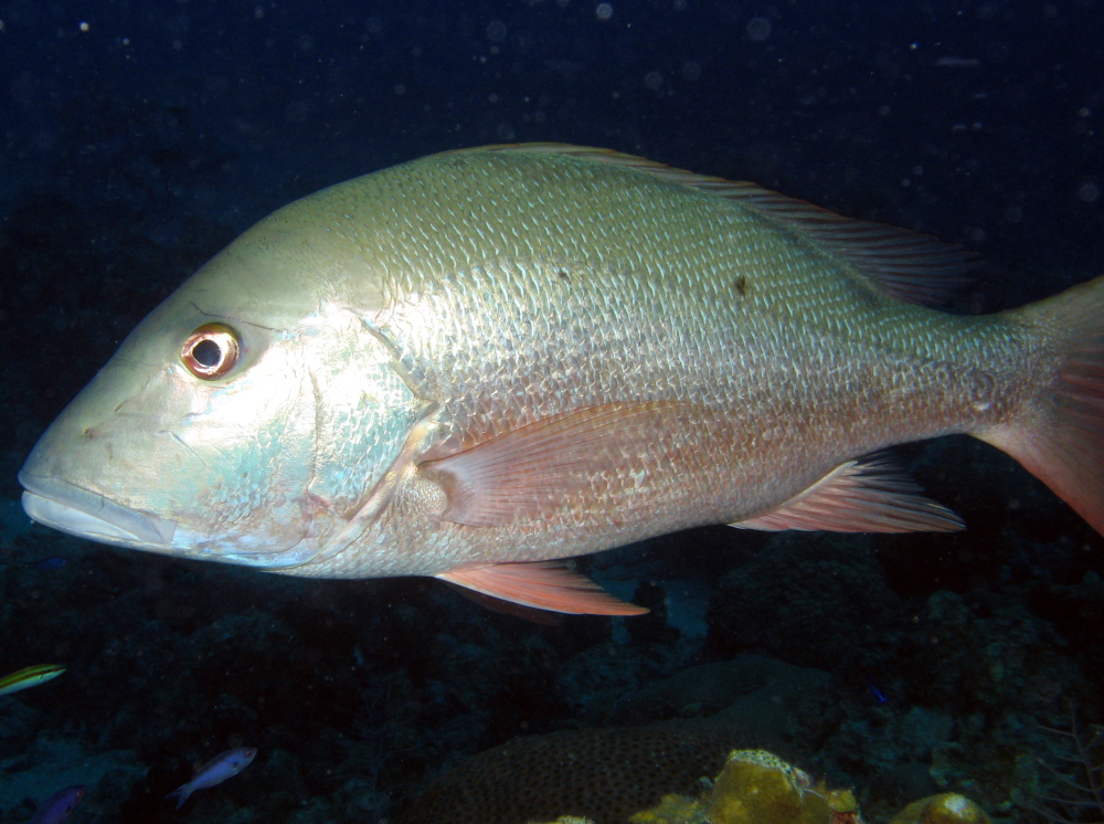 Mutton Snapper - Lutjanus analis