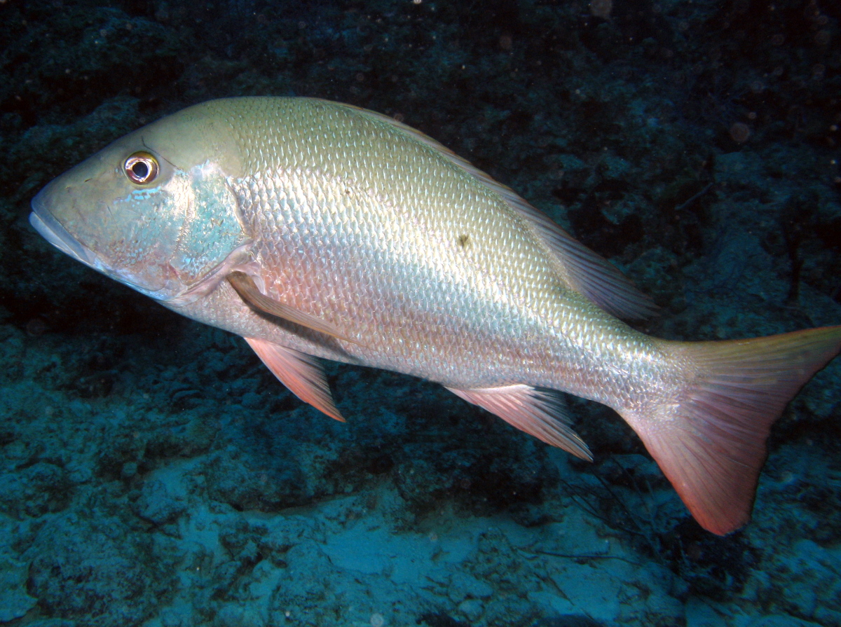 Mutton Snapper - Lutjanus analis