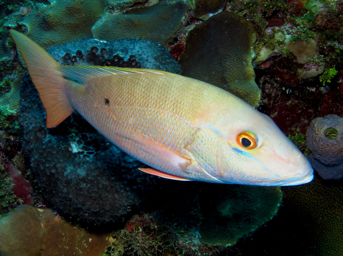 Mutton Snapper - Lutjanus analis