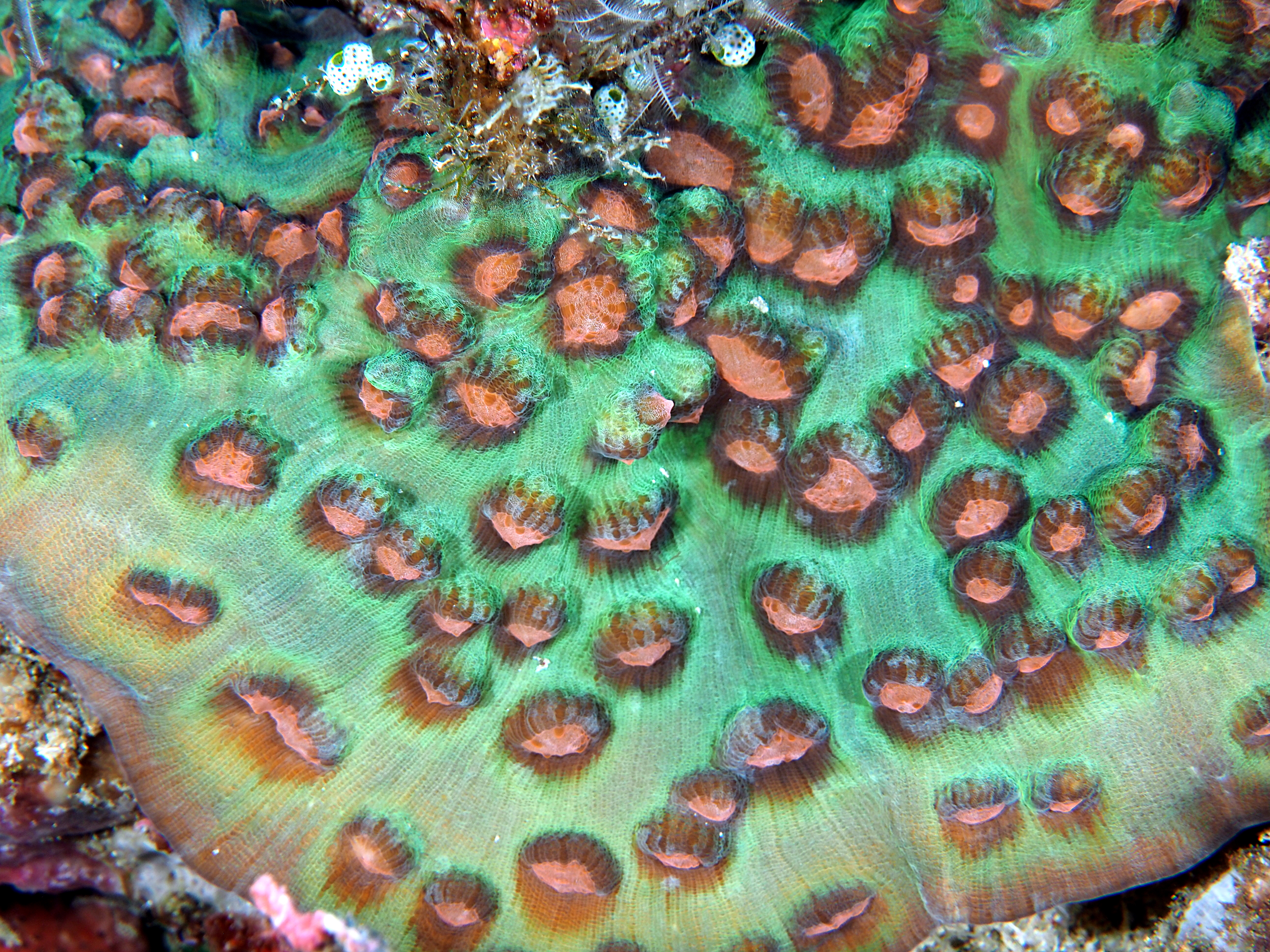 Mycedium robokaki - Mycedium robokaki - Komodo, Indonesia