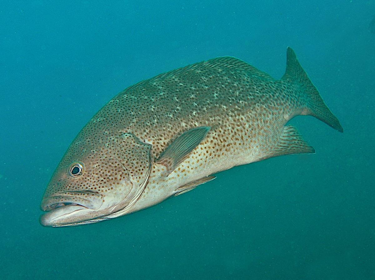 Leopard Grouper - Mycteroperca rosacea - Cabo San Lucas, Mexico